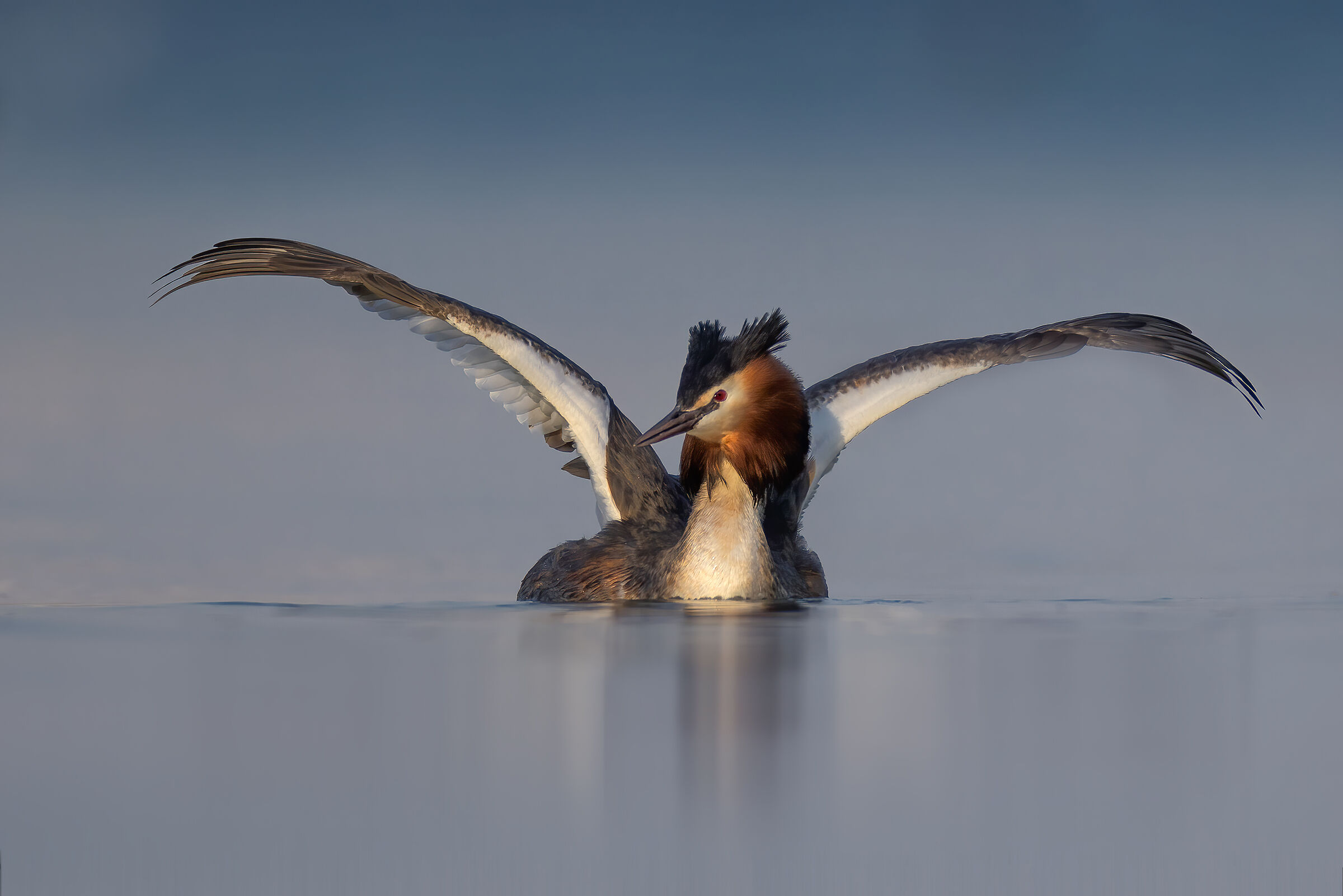 The wings of the Grebe...