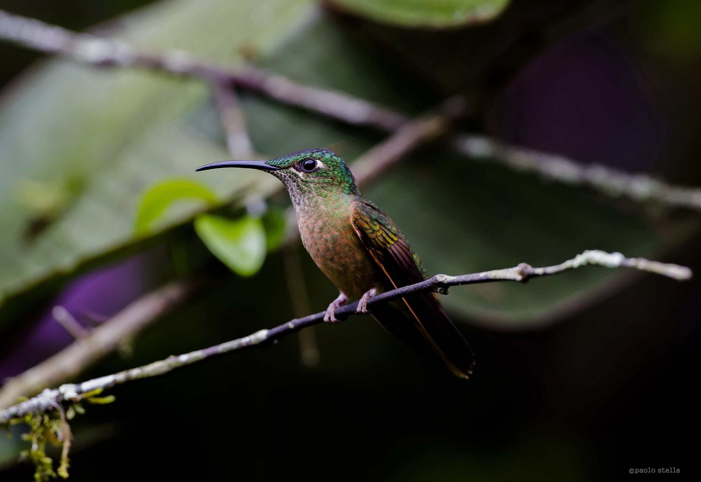 hummingbird sul ramo...