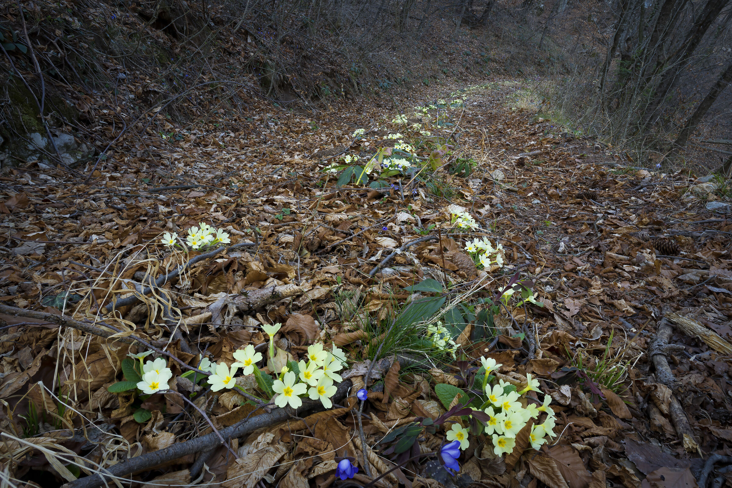 The path of the primroses...