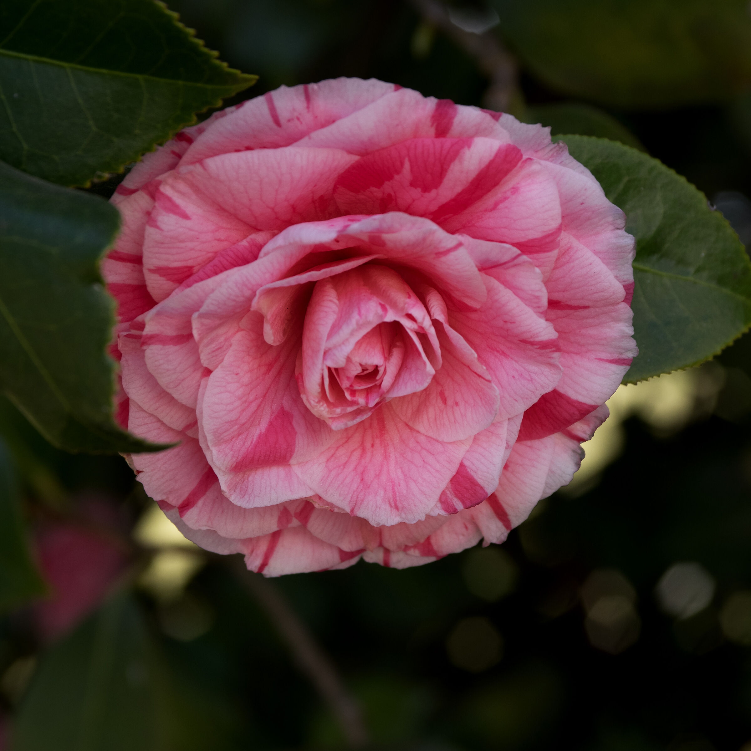 The Lady of the Camellias...