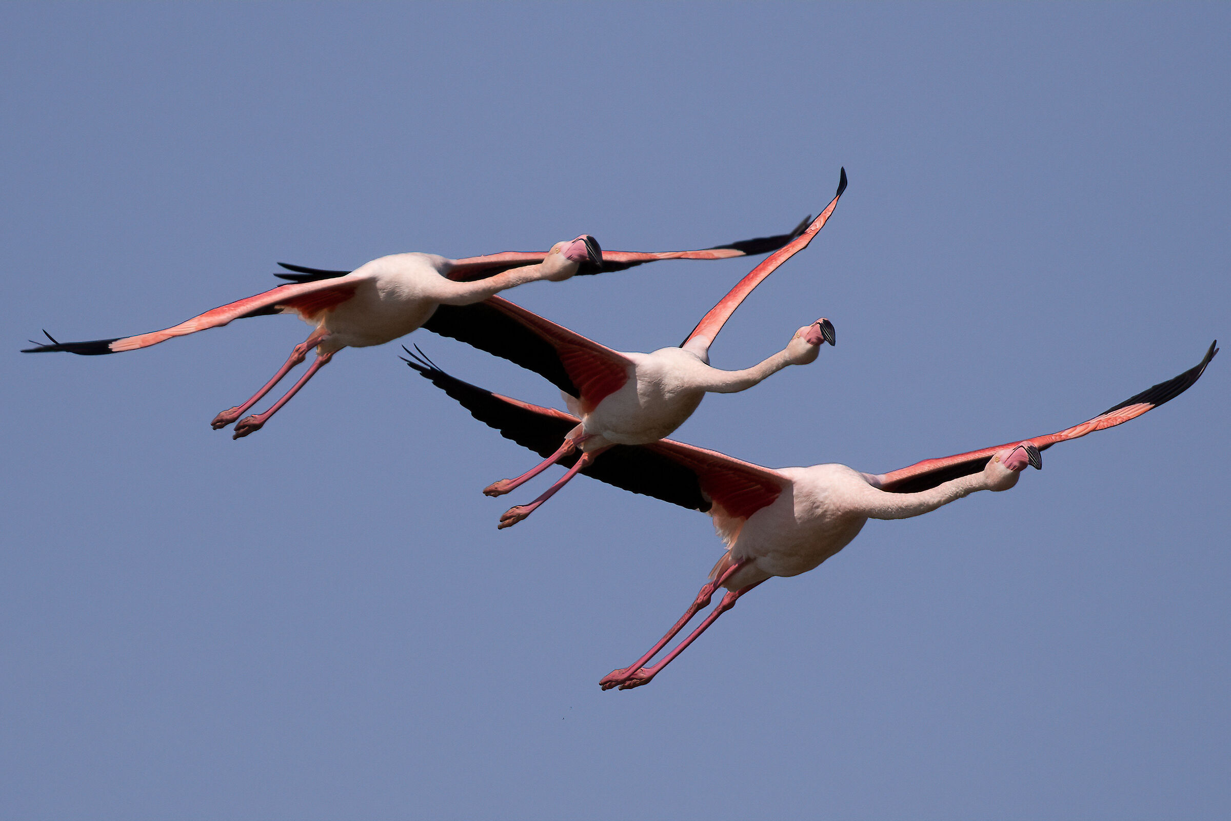 Flamingos tricolor arrows...
