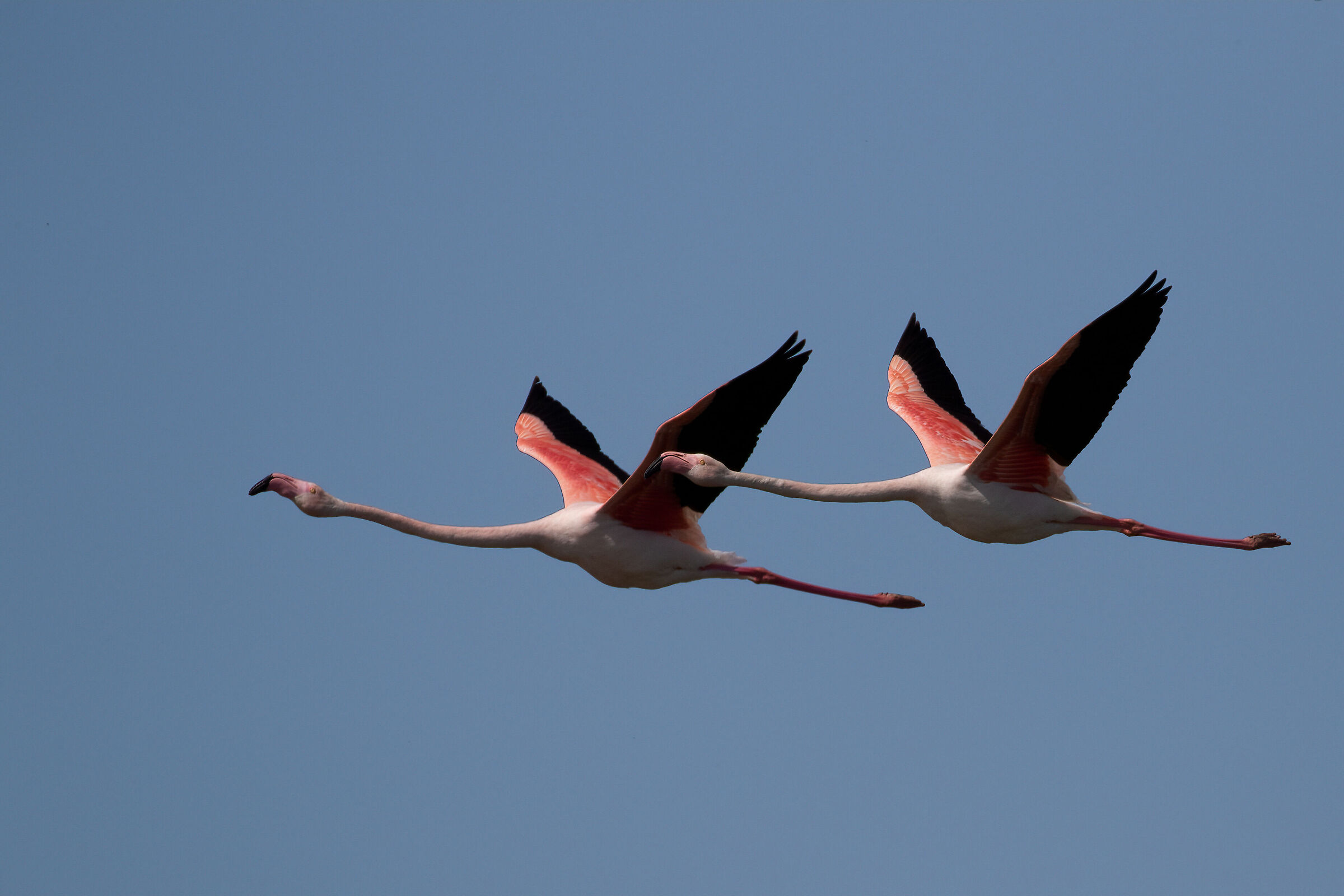Flamingos synchronized flight...