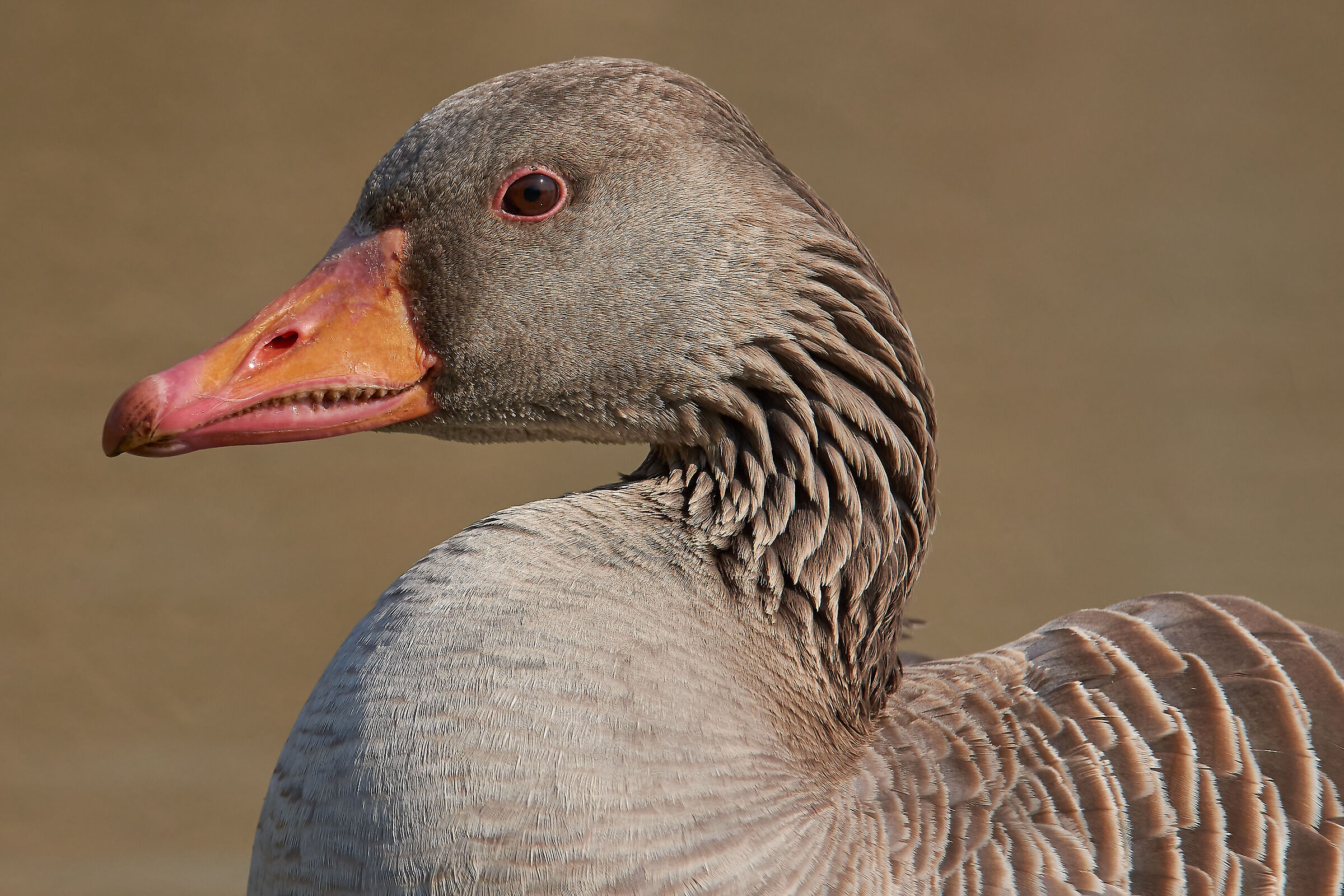 Greylag goose...
