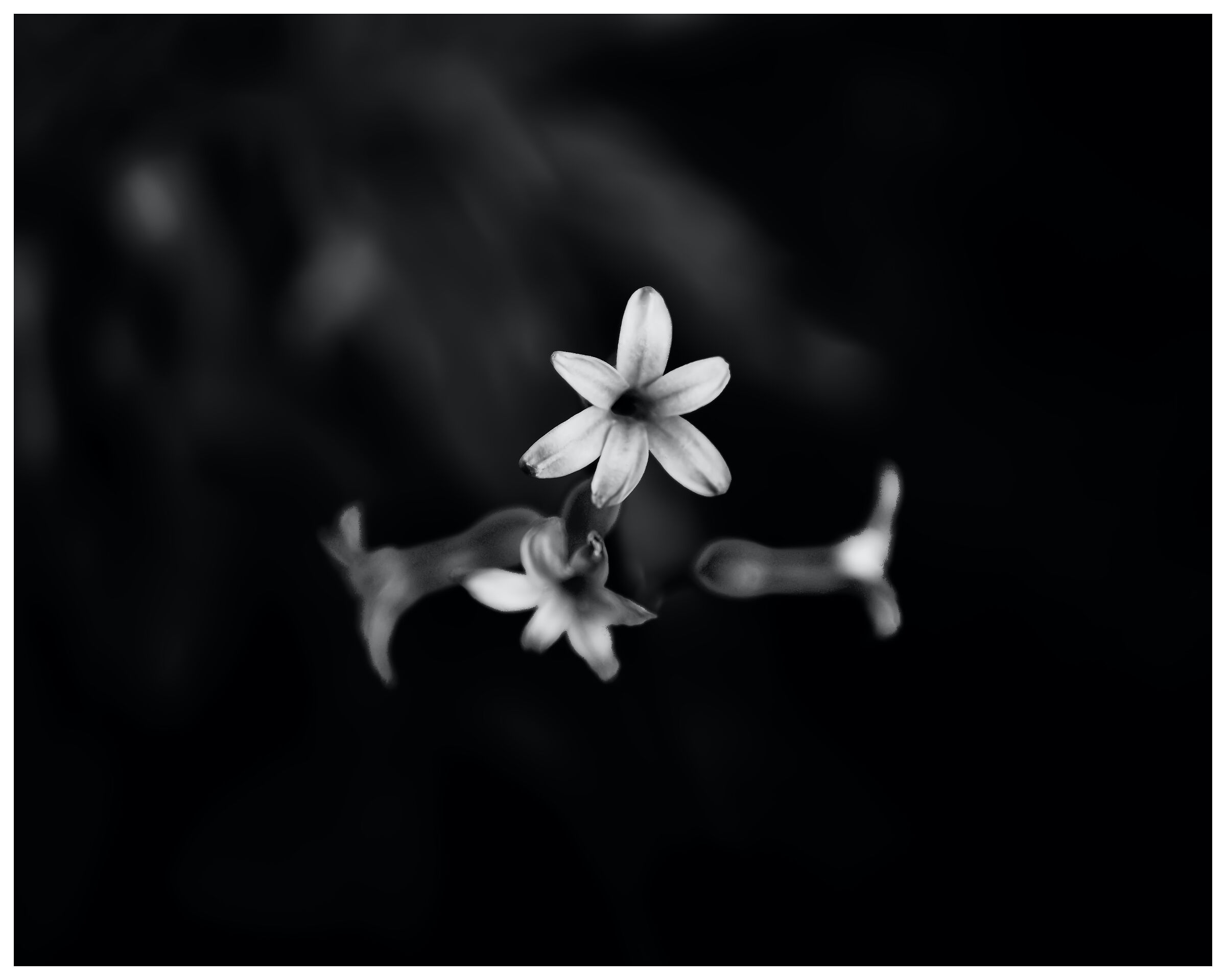 Small spring flower...