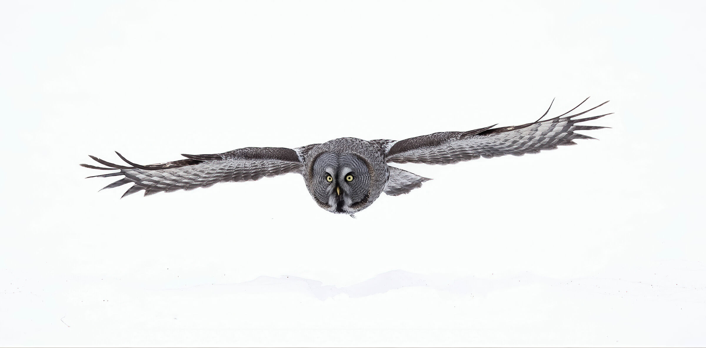 Gliding on the snow (Lapland owl)...