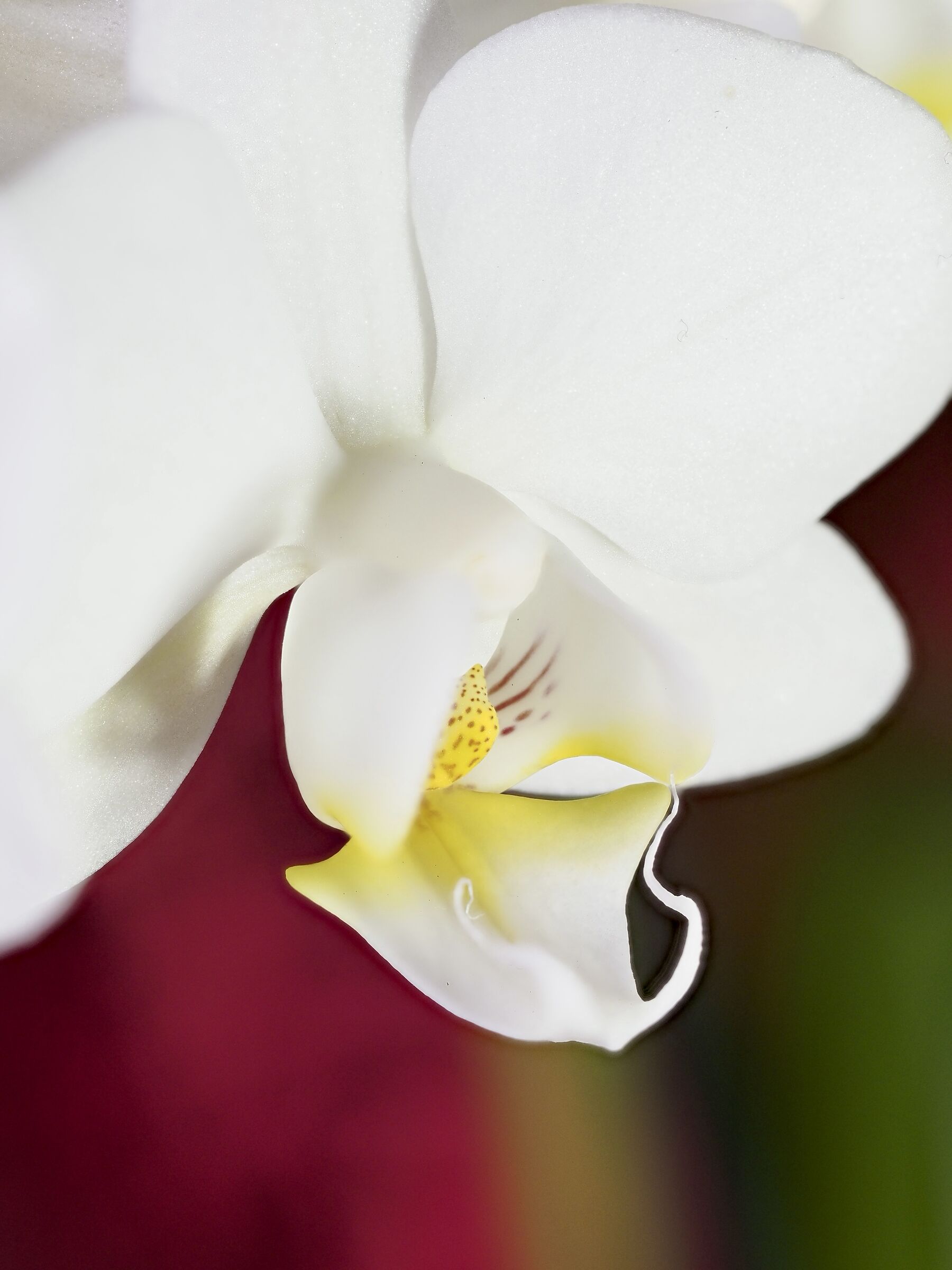 Orchidea bianca-1...