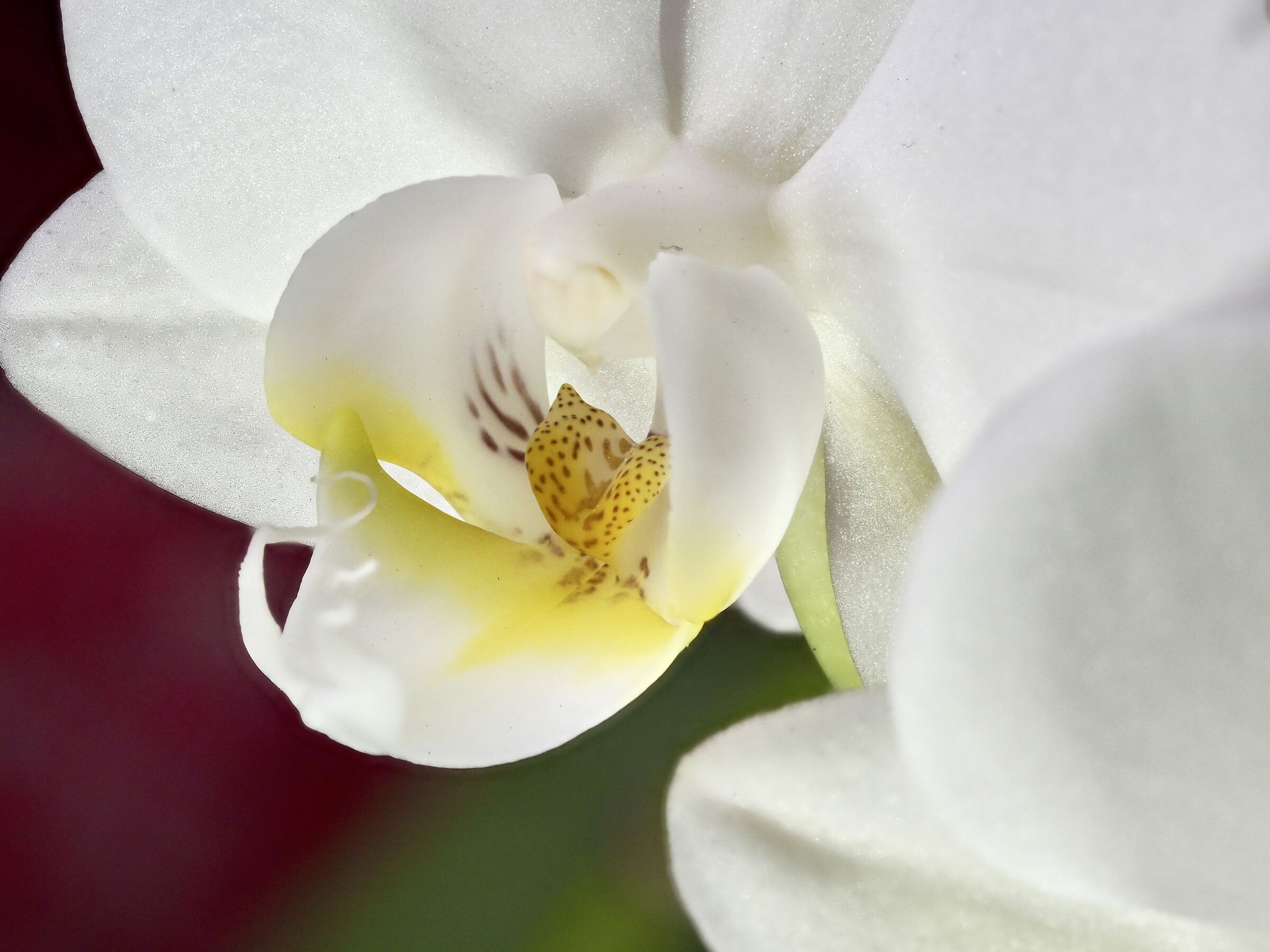 Orchidea bianca-2...