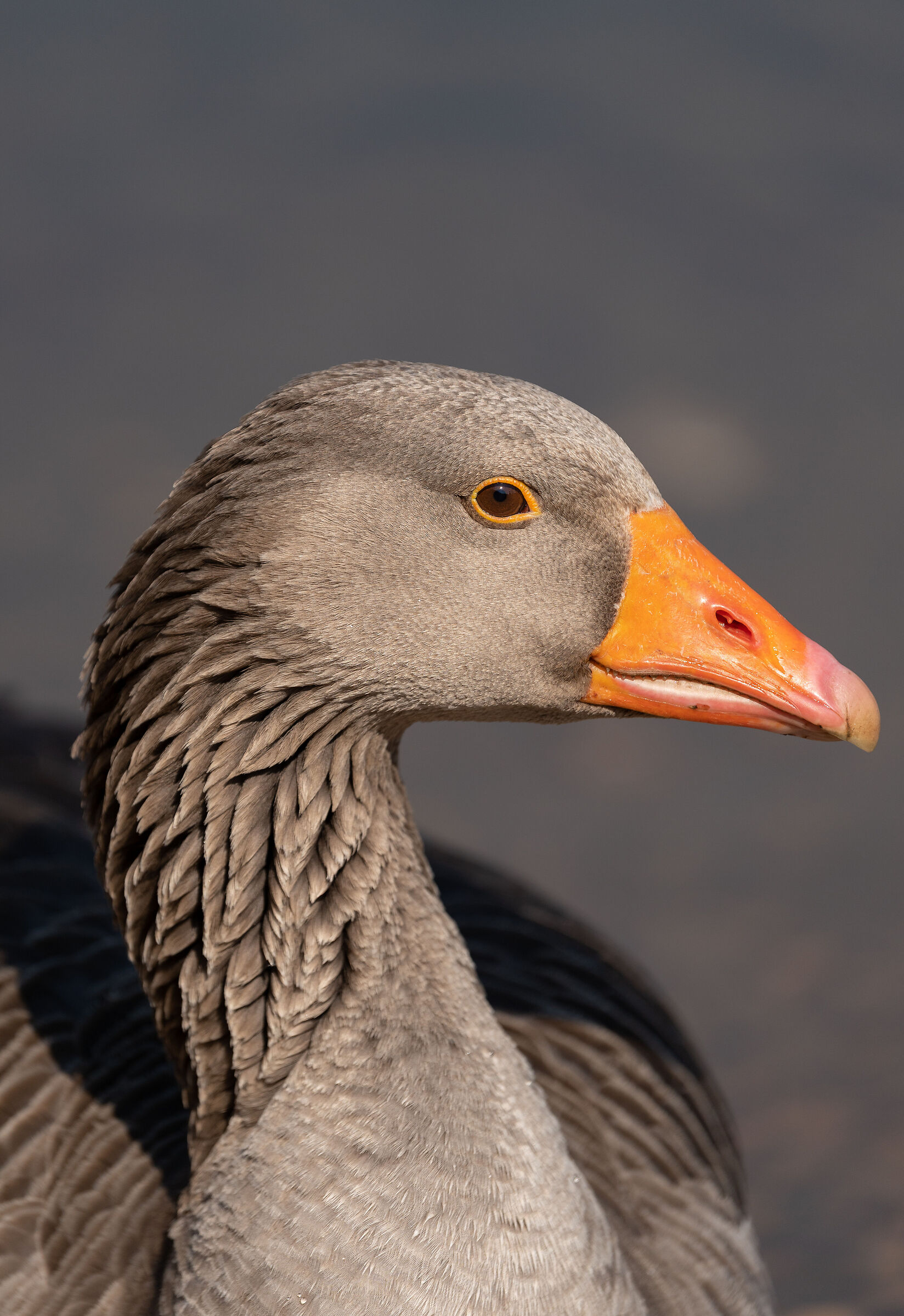 Portrait of a wild goose...