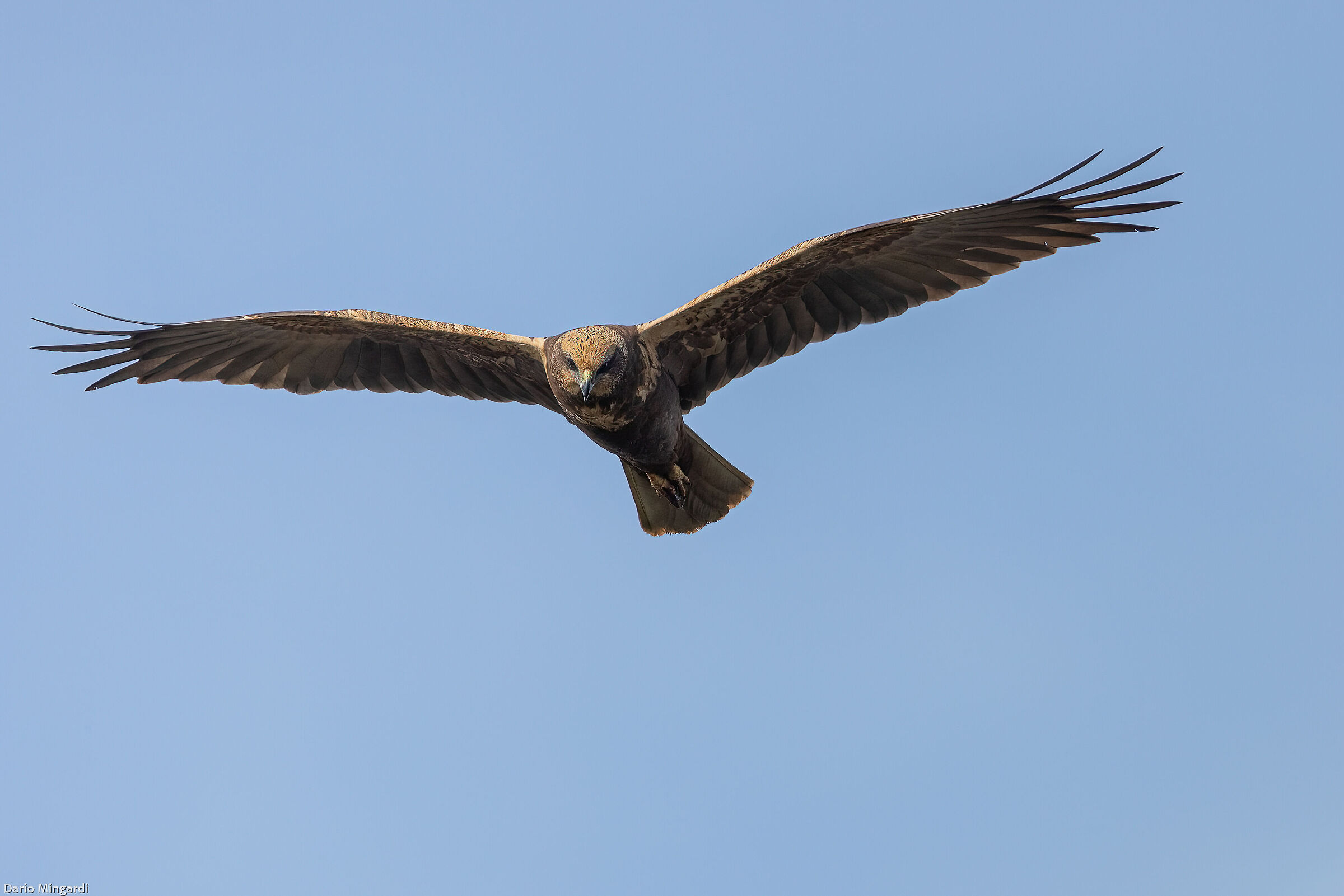 Female marsh harrier...