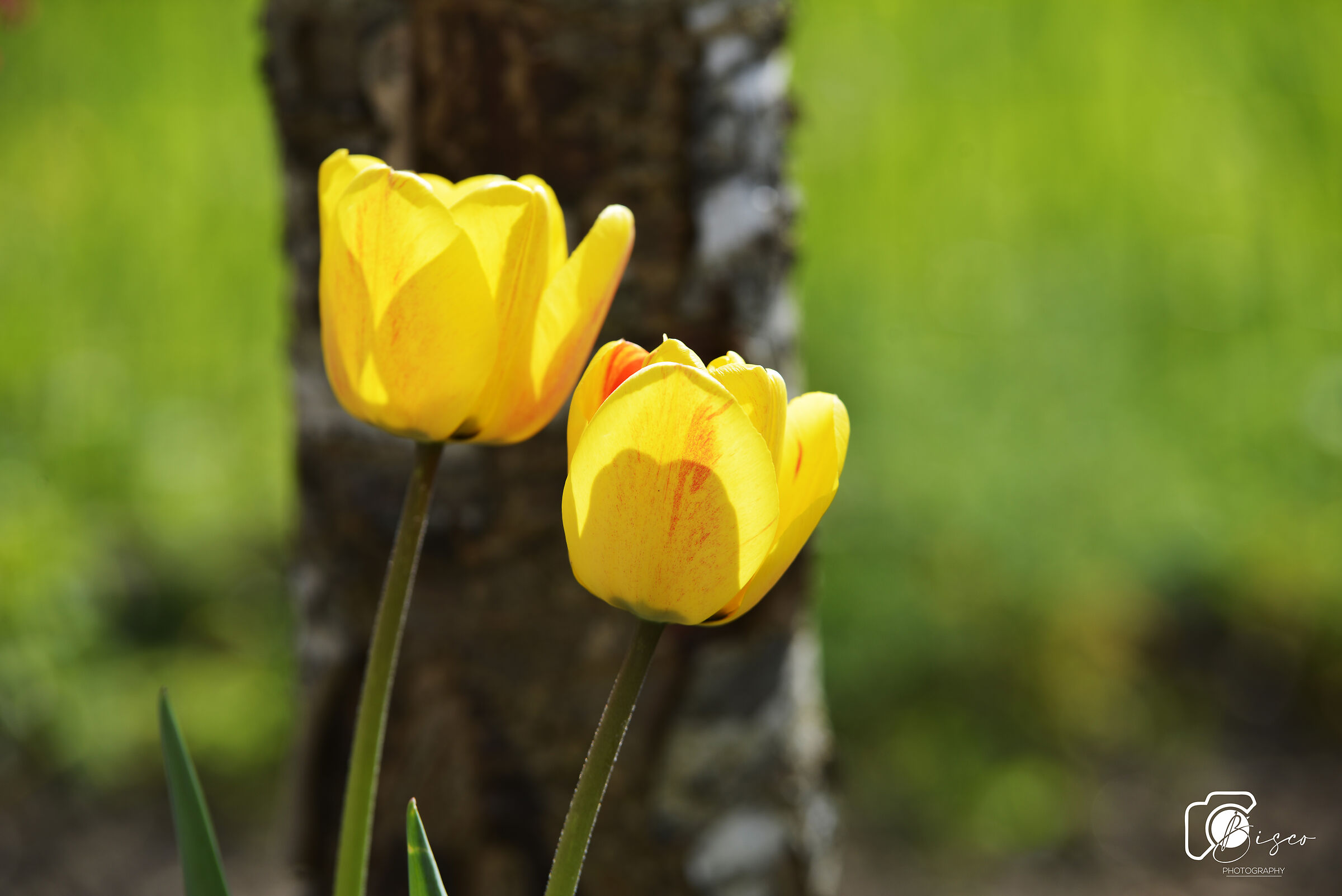 Tulips yellow...