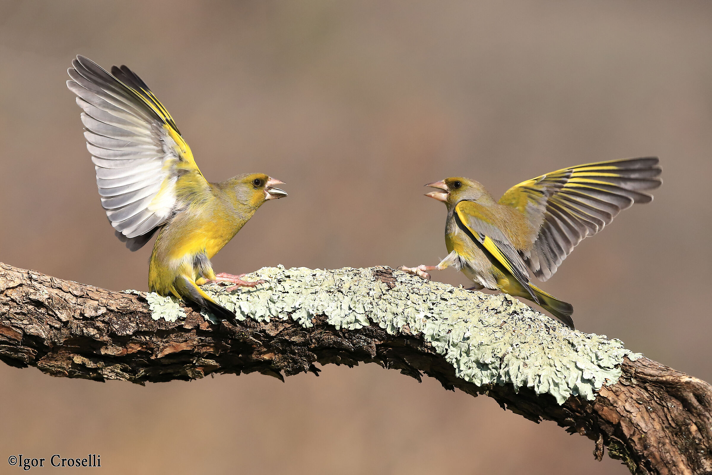 Challenge between two greenfinches.....
