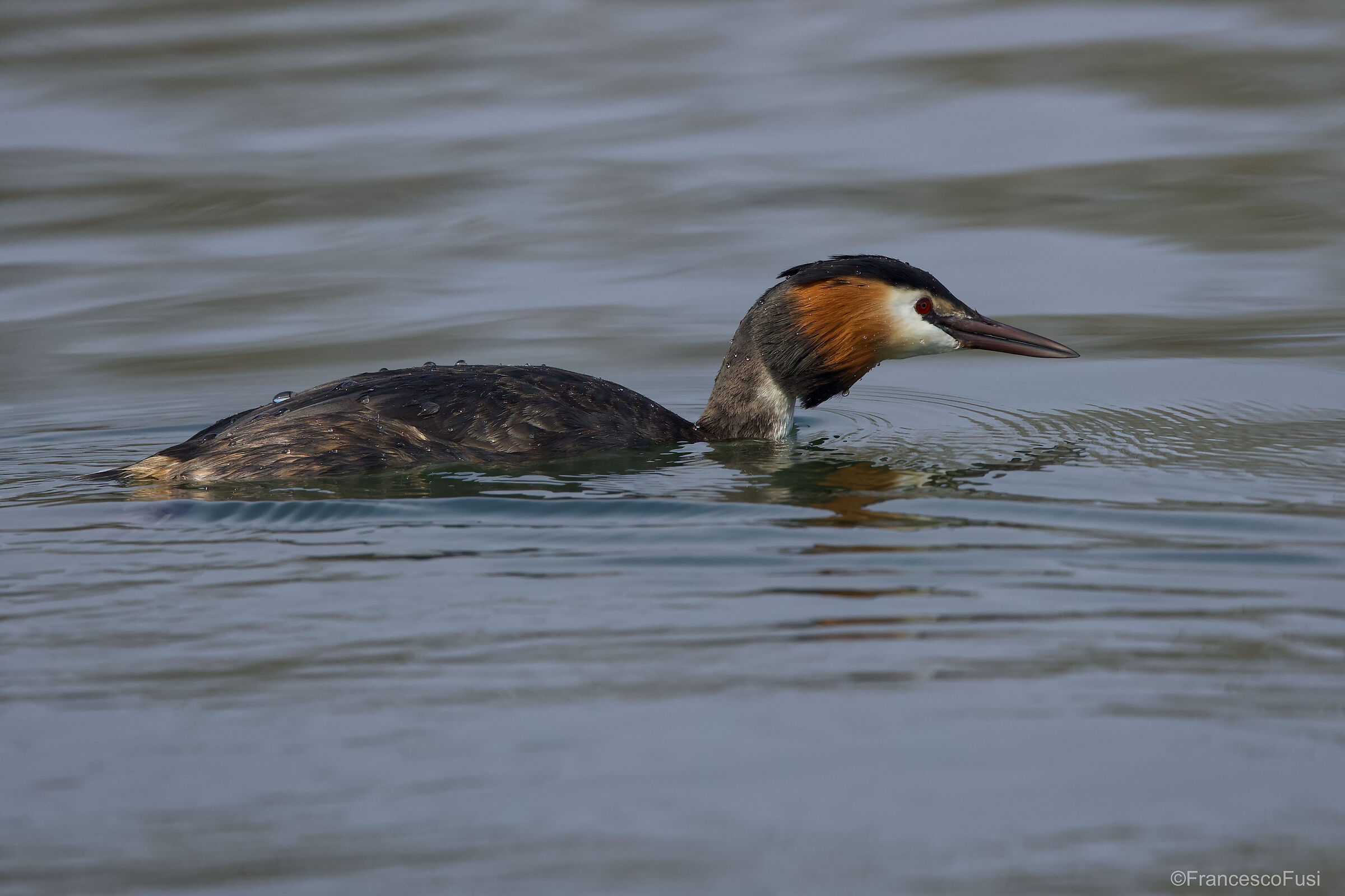 Great red grebe...