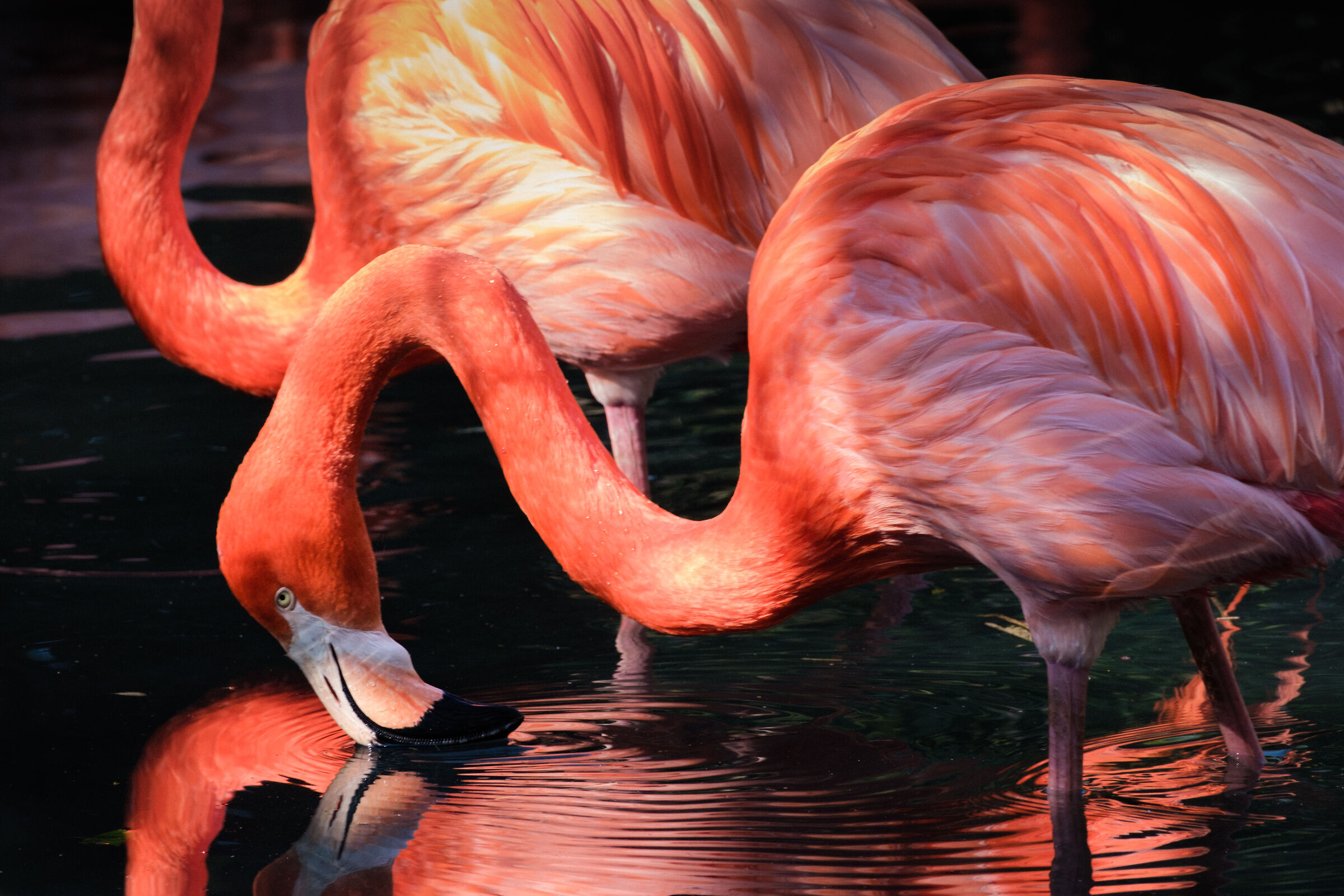 Flamingo 1...