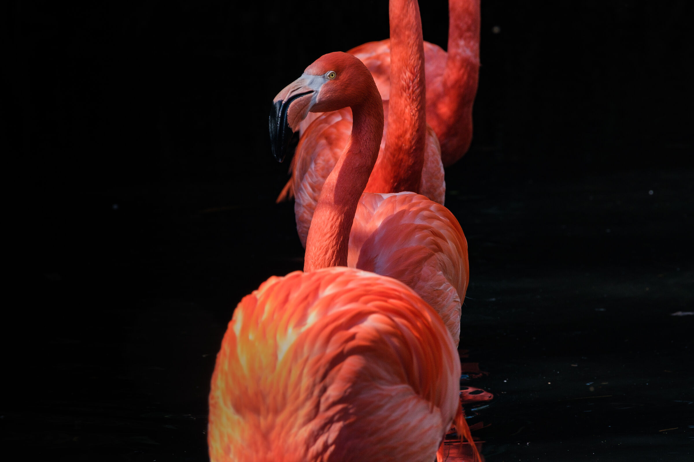 Flamingo 2...