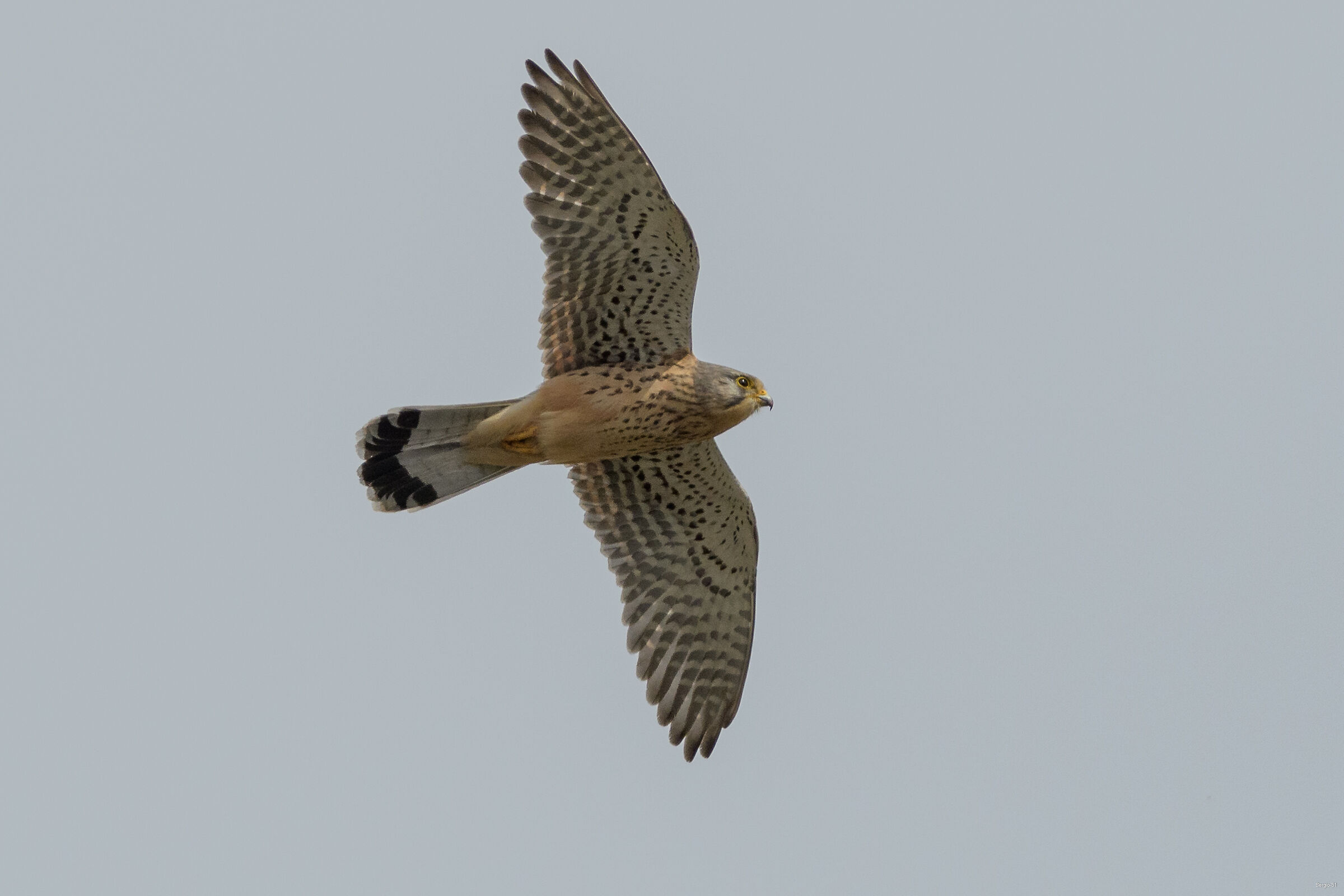 Kestrel...