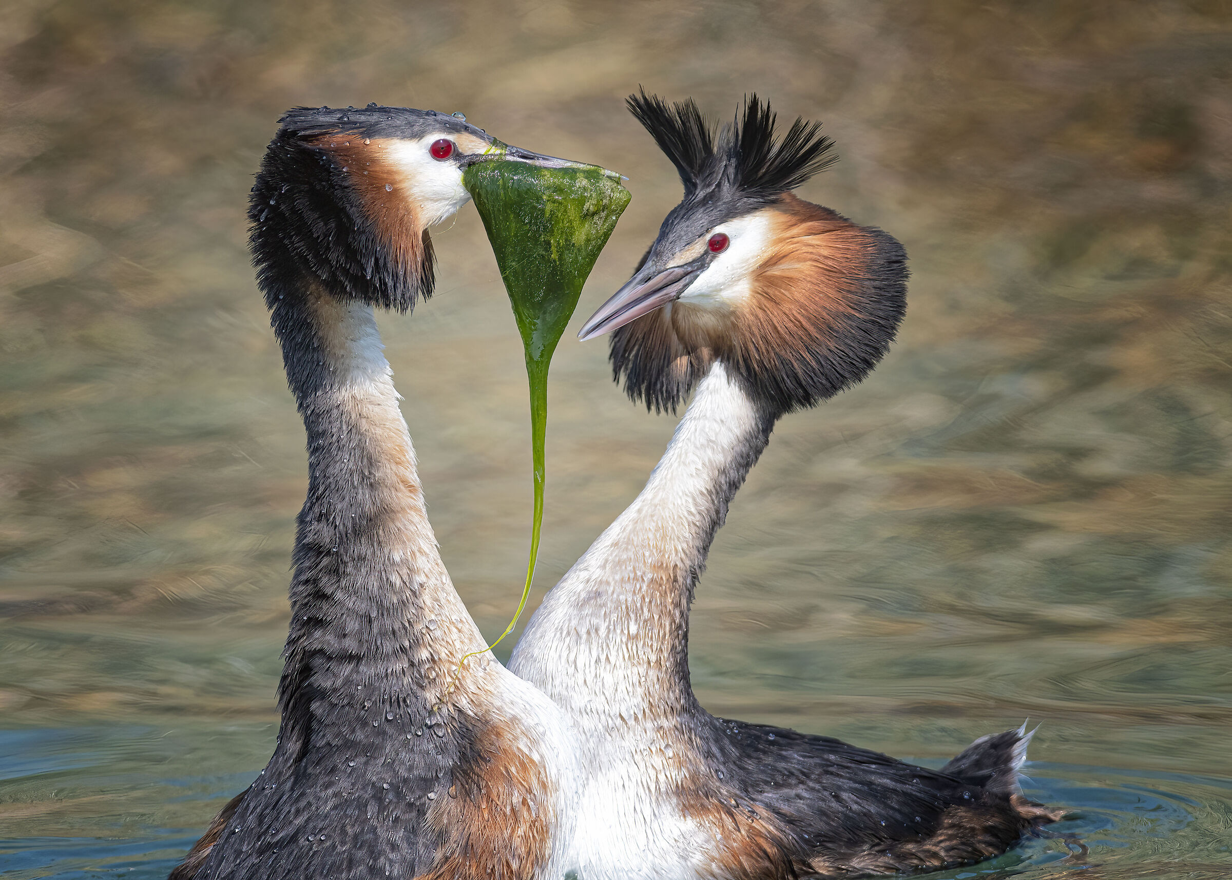 Grebes: Portrait of a Couple...