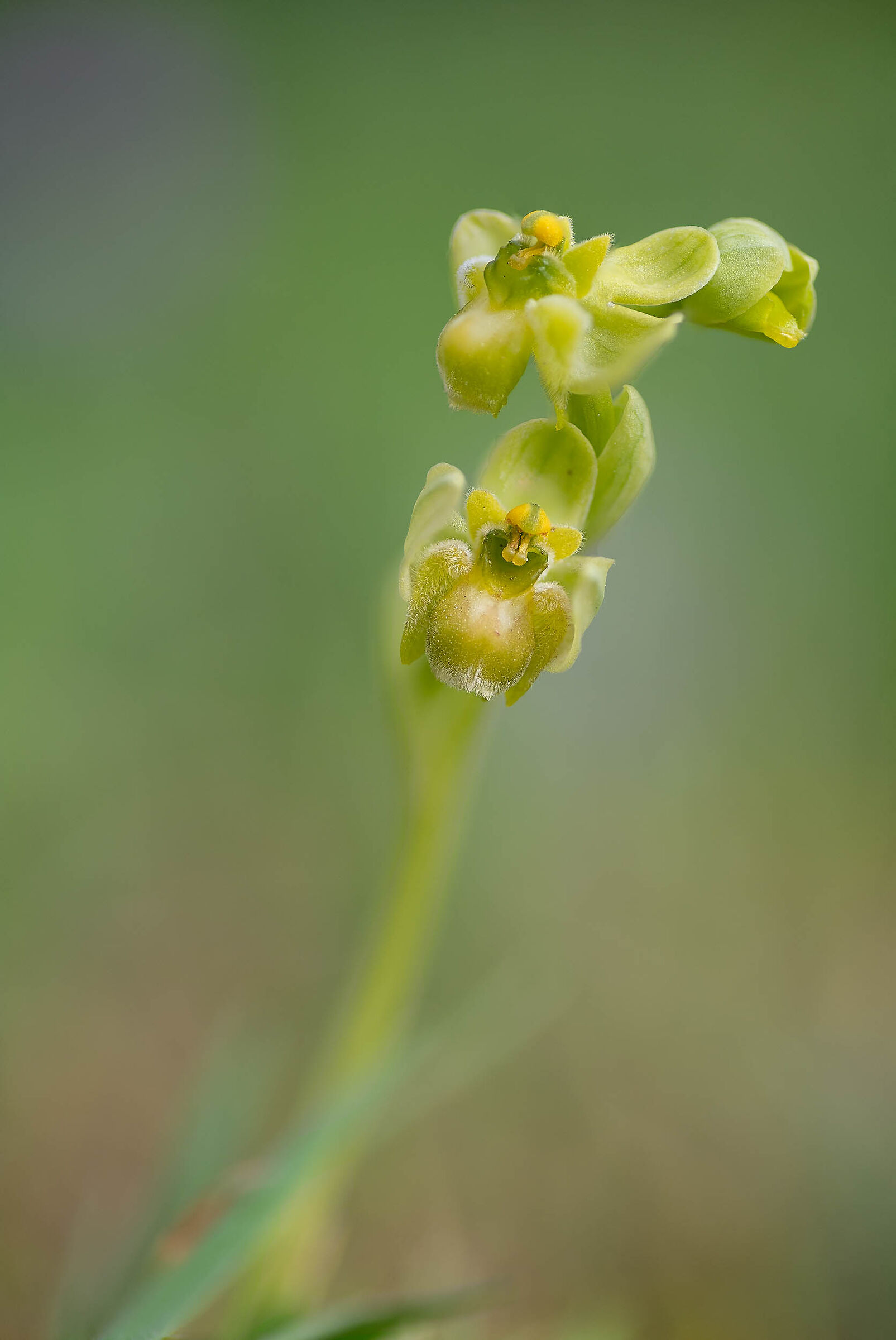 Ophrys bombiliflora apochromatic...