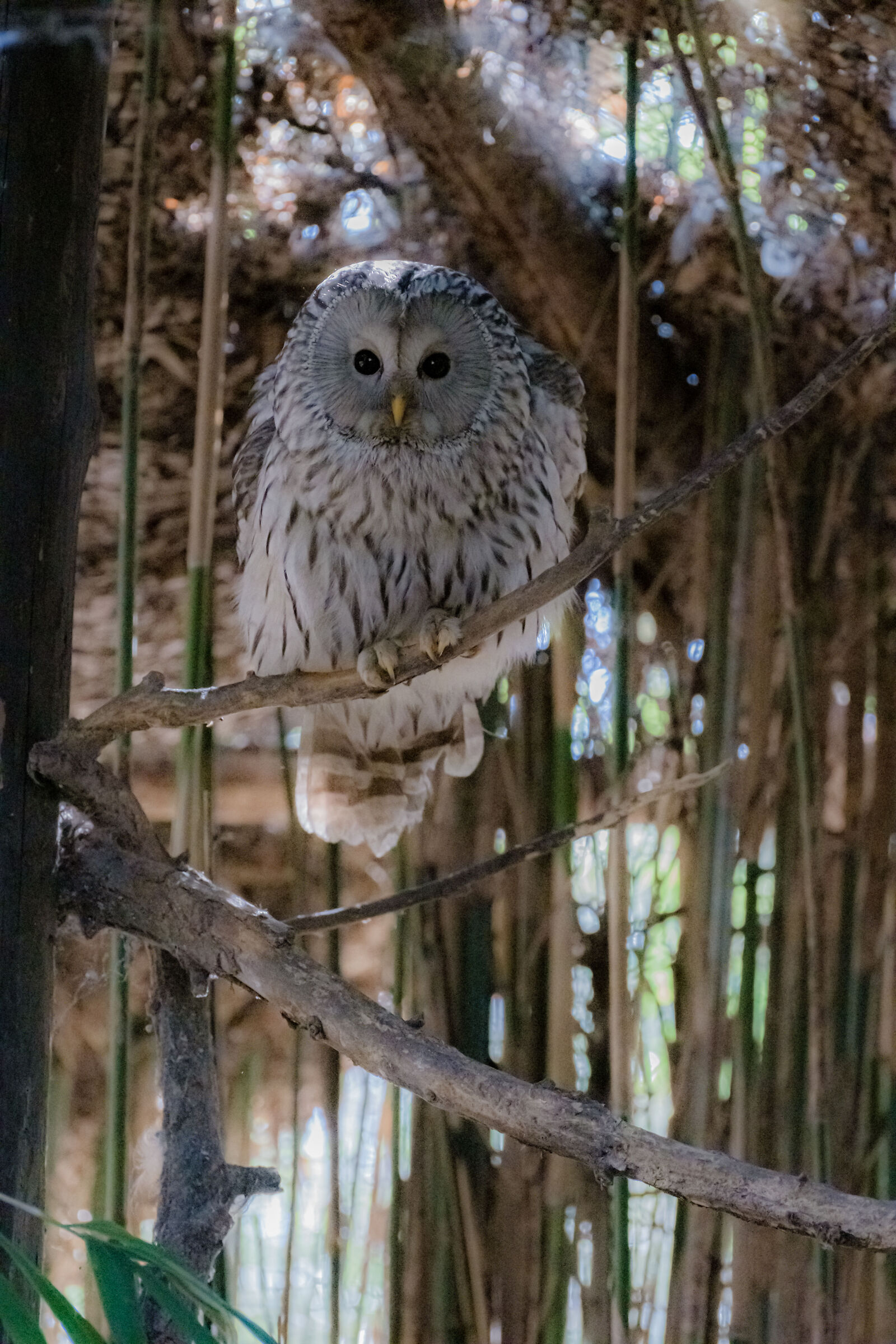 Owl2...