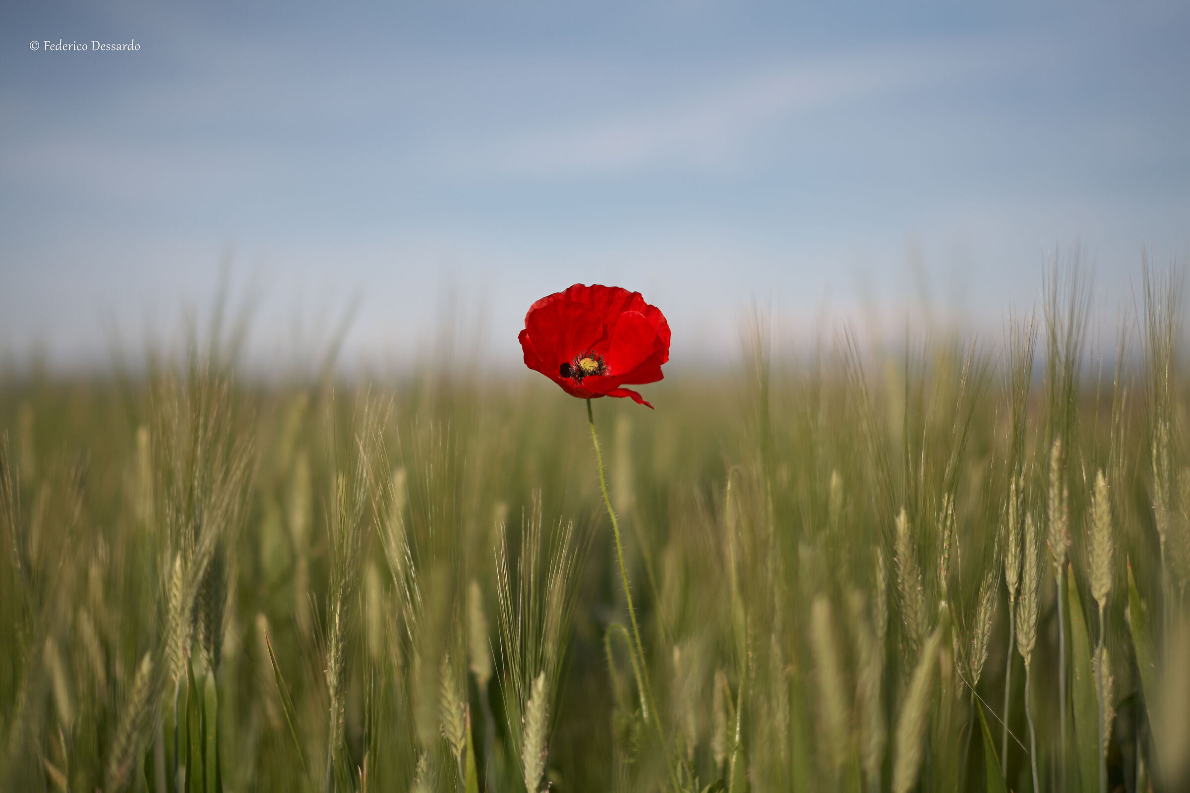 The charm of the poppy...
