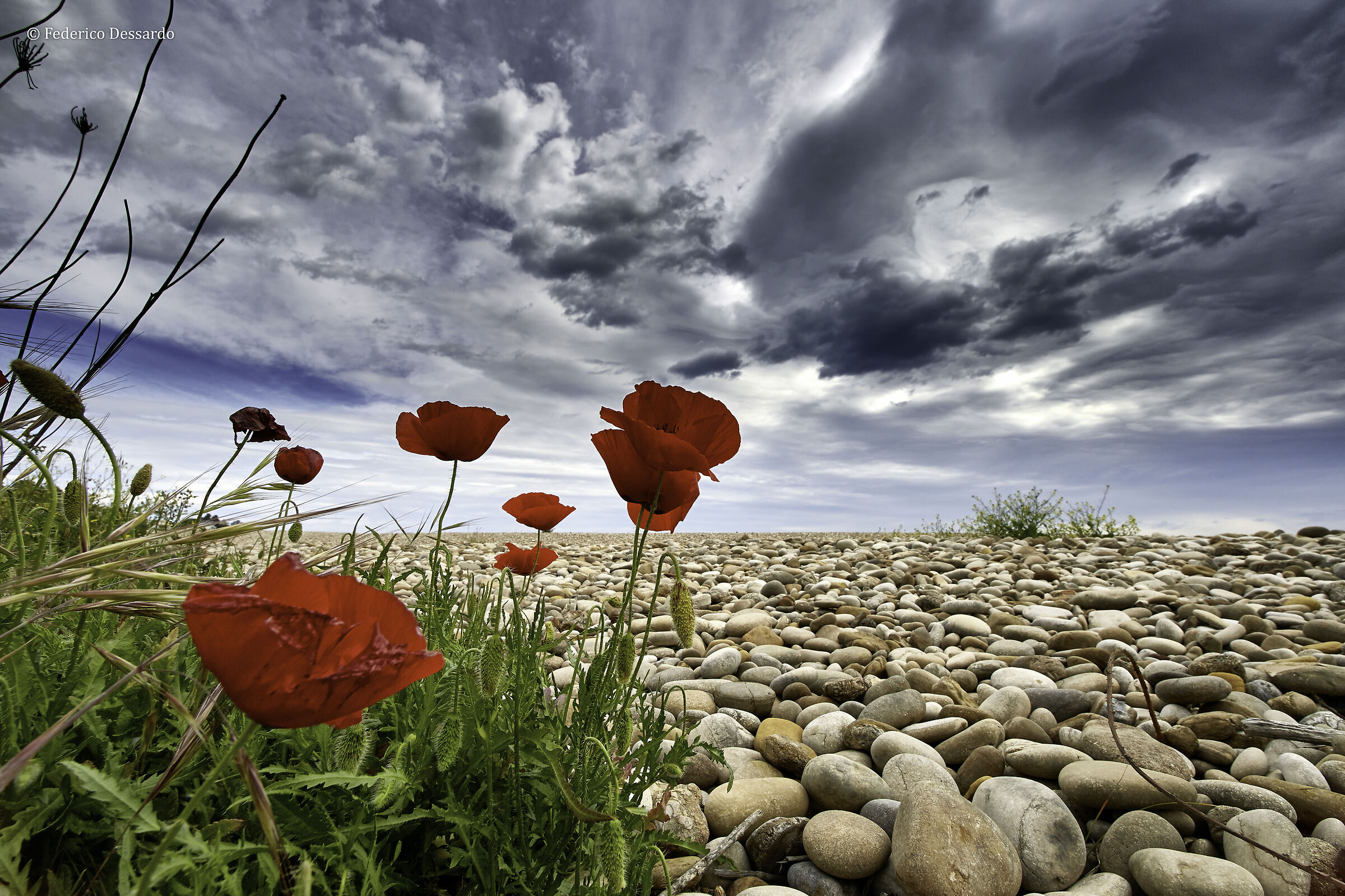 stones and poppies...