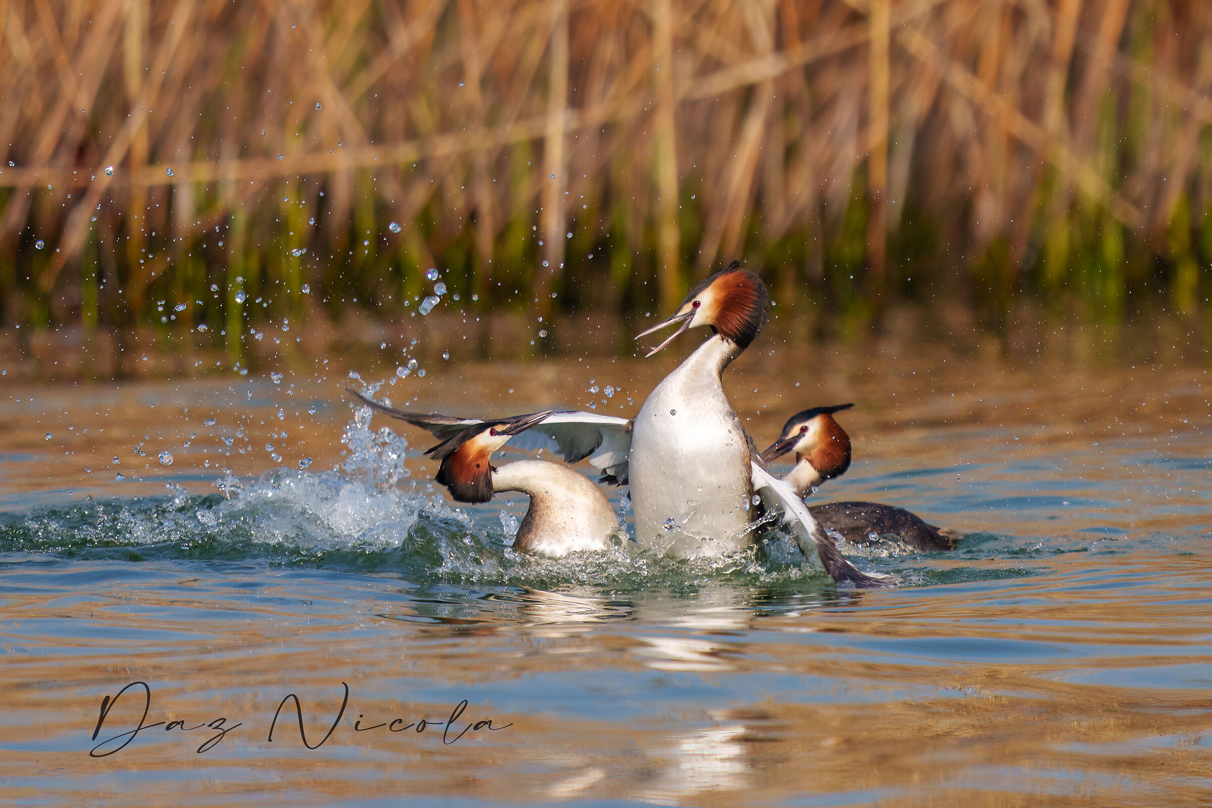 The struggle of the Grebes...