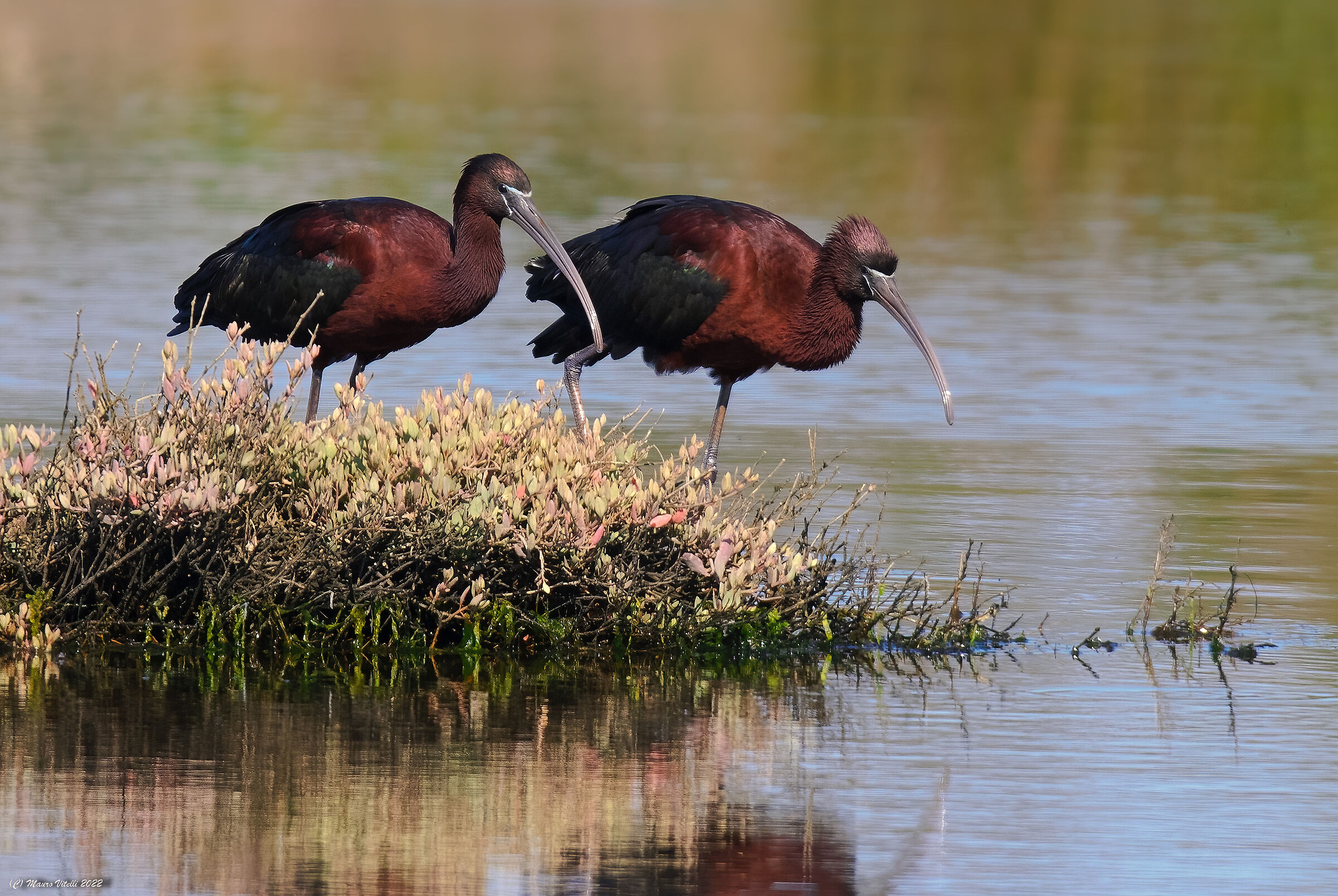 Mignattaio (Plegadis falcinellus)...