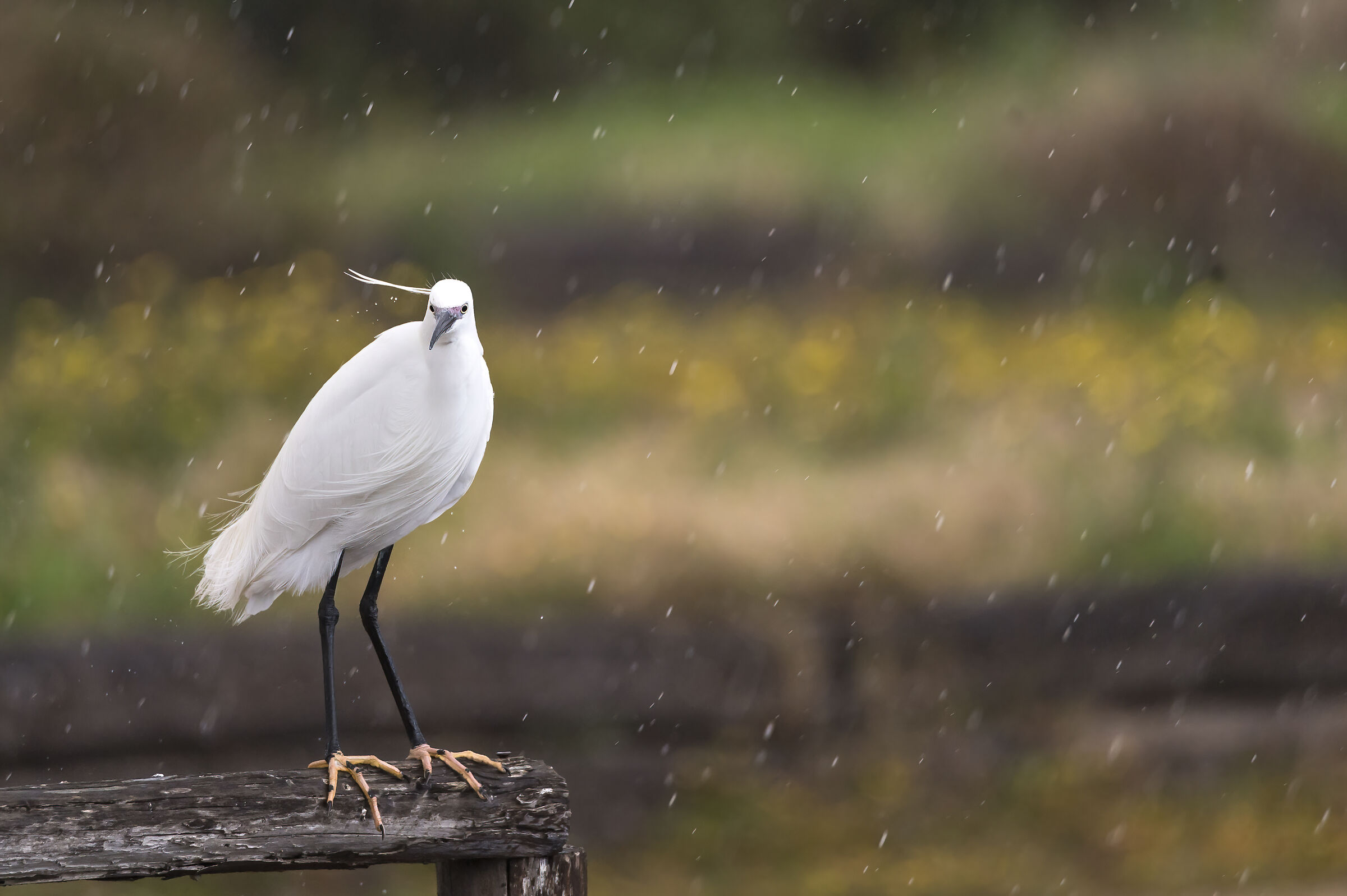 Egret in the rain...