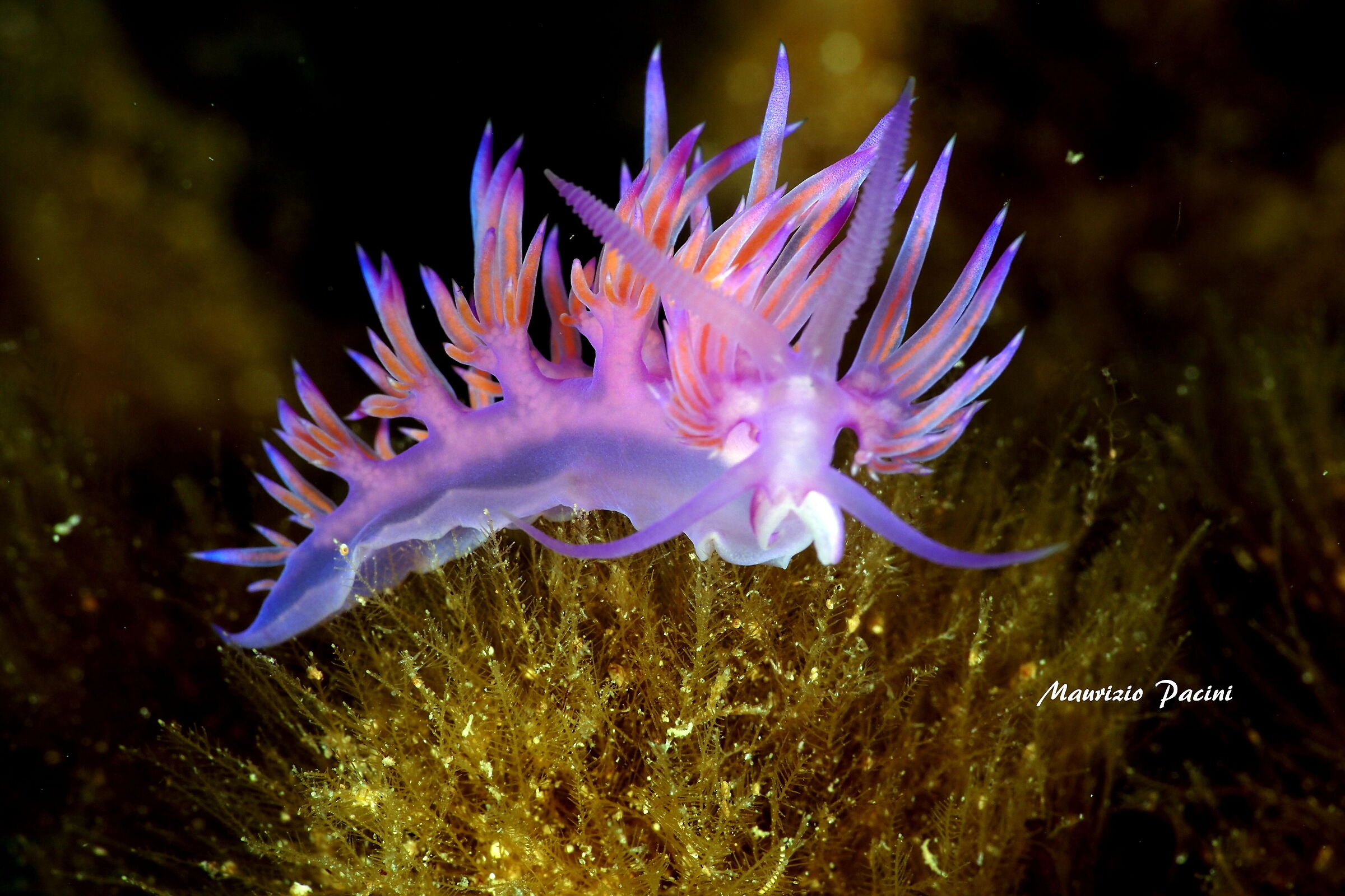 Flabellina lilla...