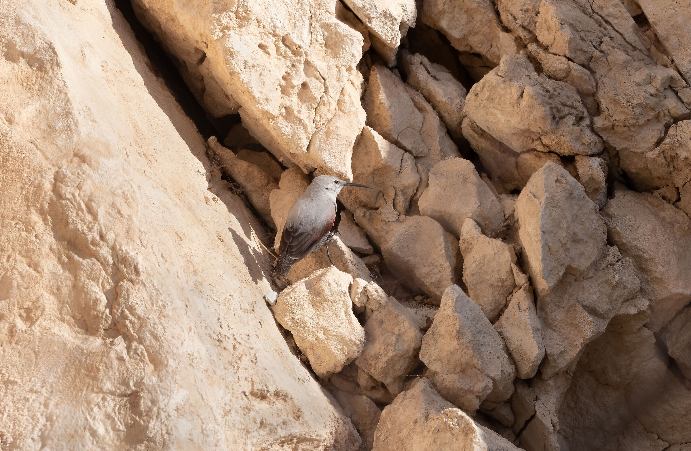 Woodpecker...