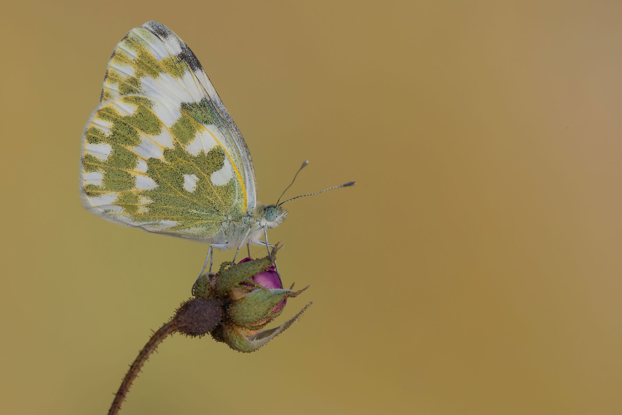 Pontia daplidice...
