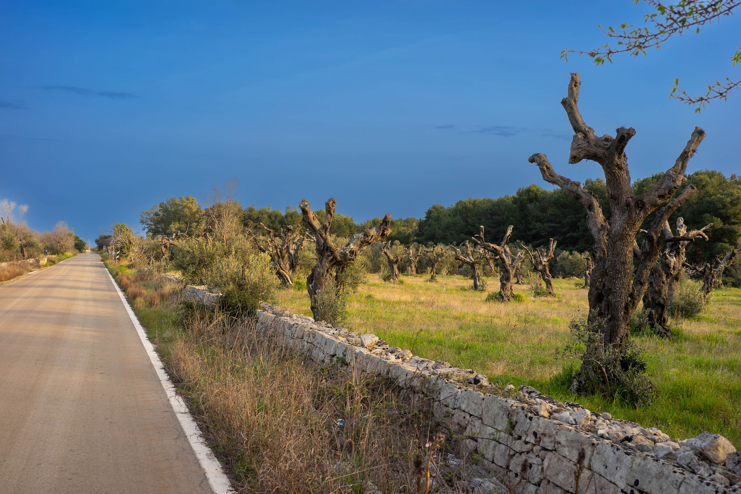 olive trees extinguished "xilella fastidiosa''...