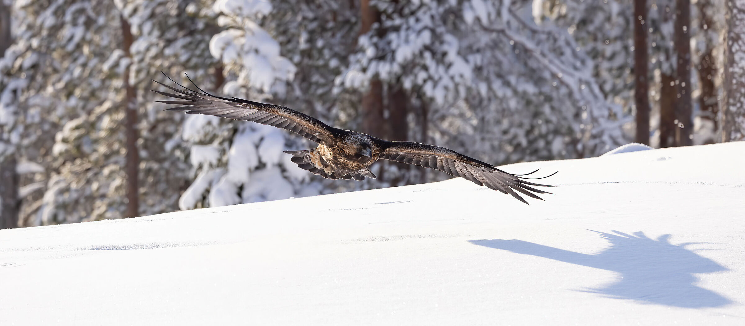 Shade on the snow - Golden eagle...