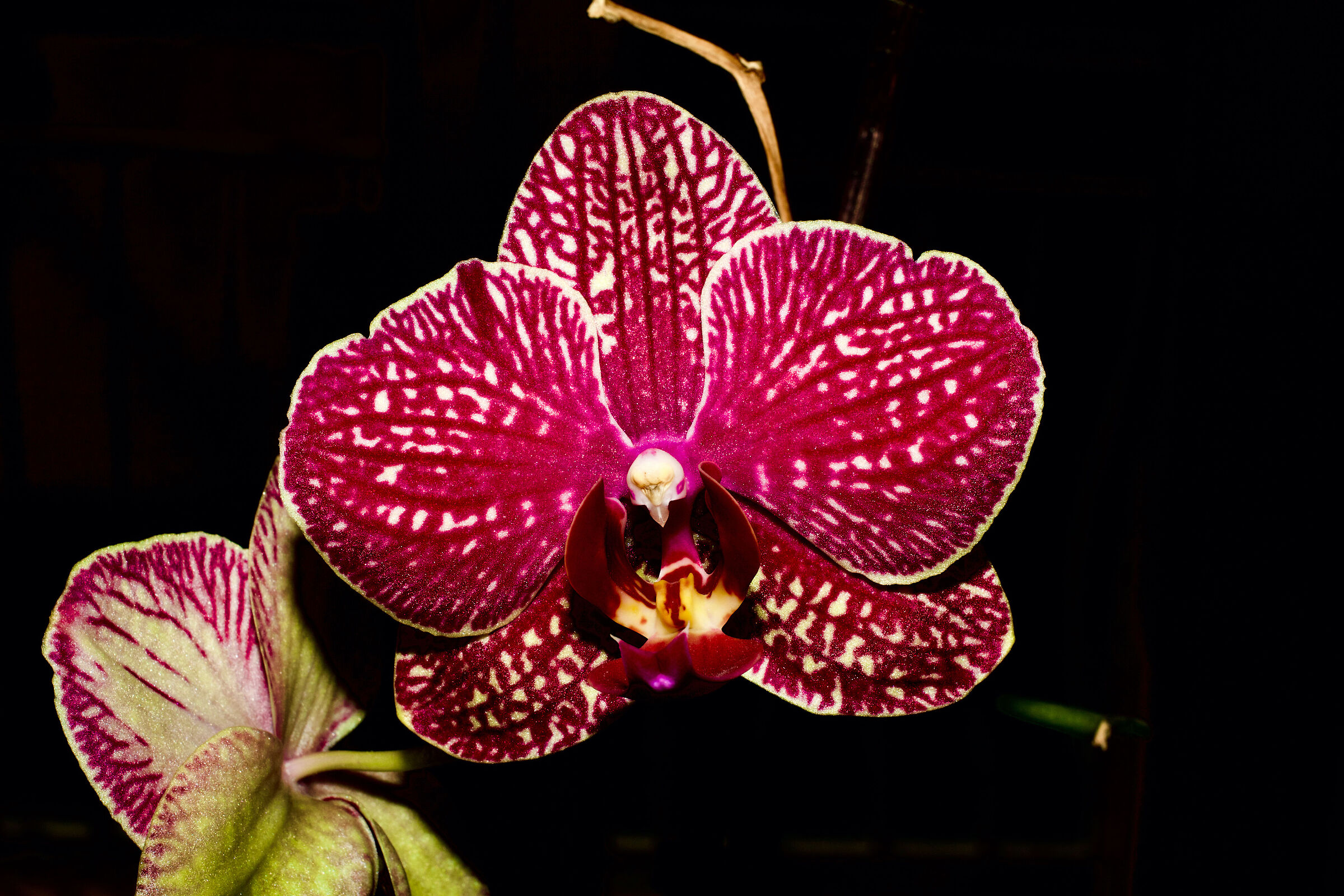 Orchid Vanda...