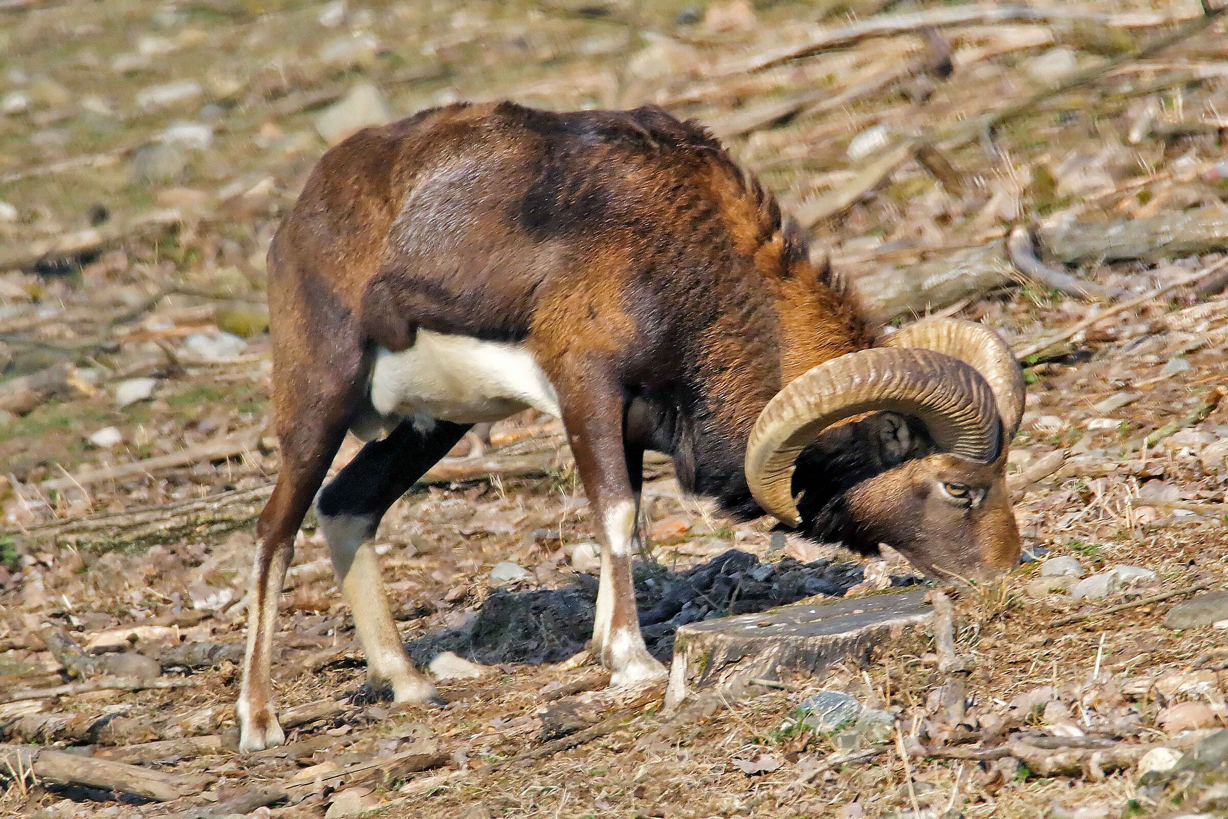 Mouflon...