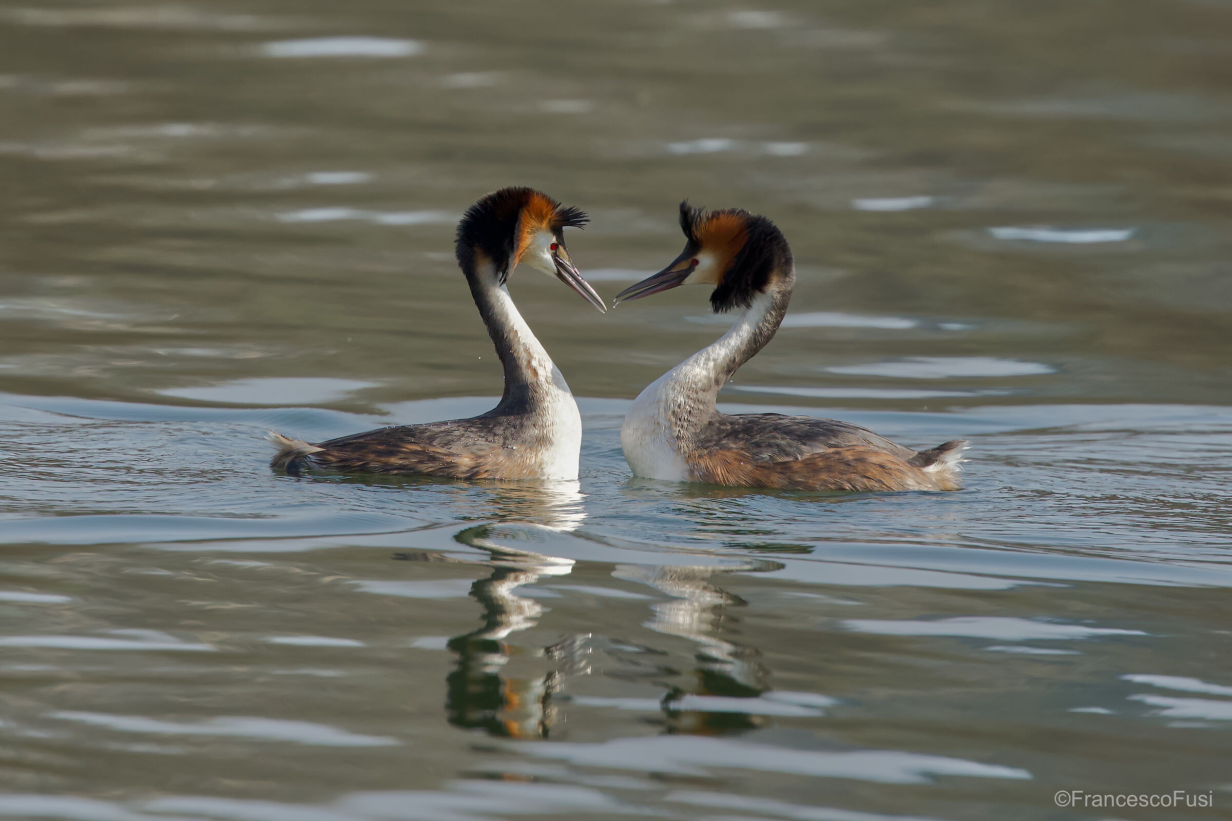 Great grebes in courtship...