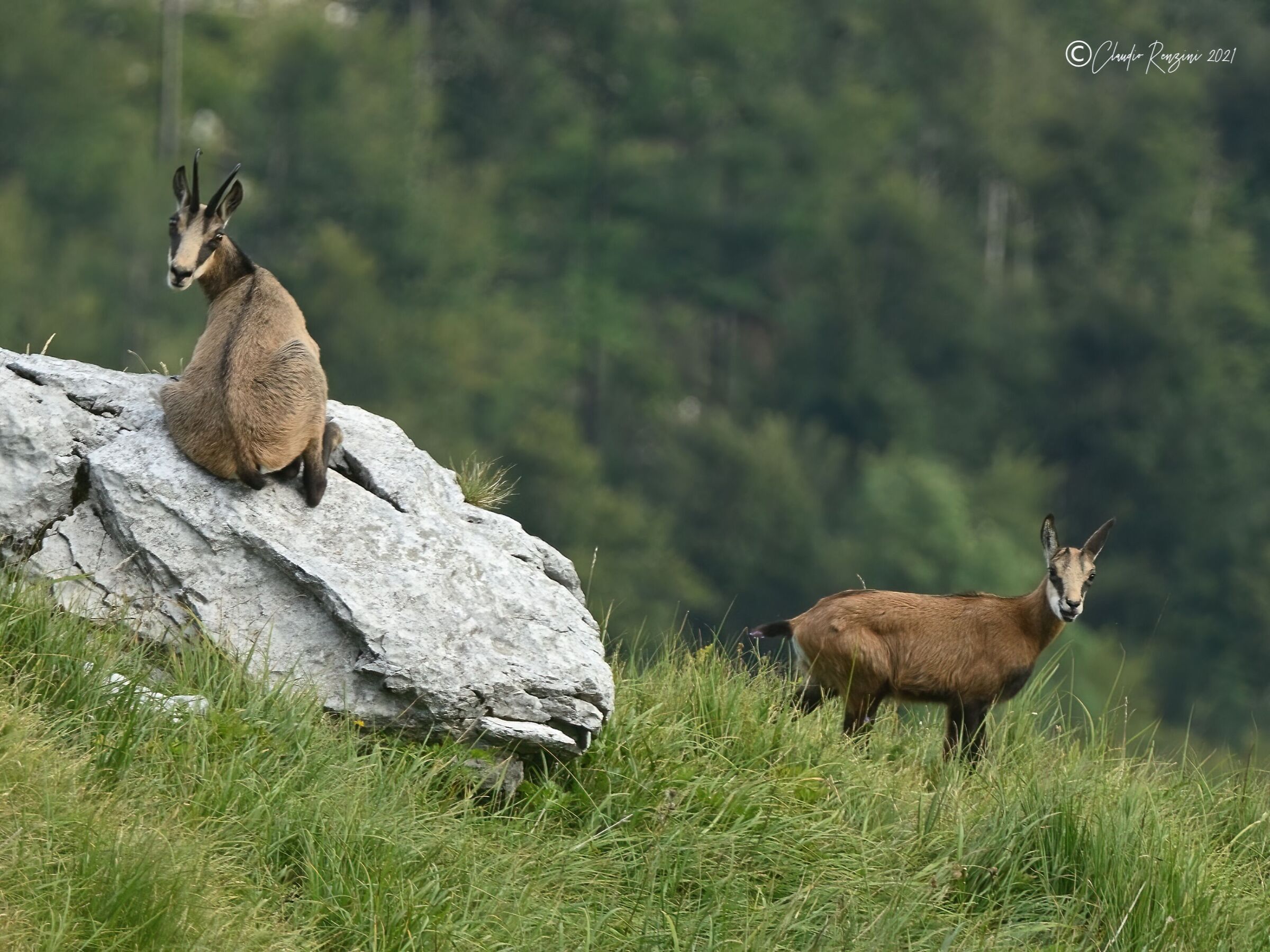 female chamois with small...