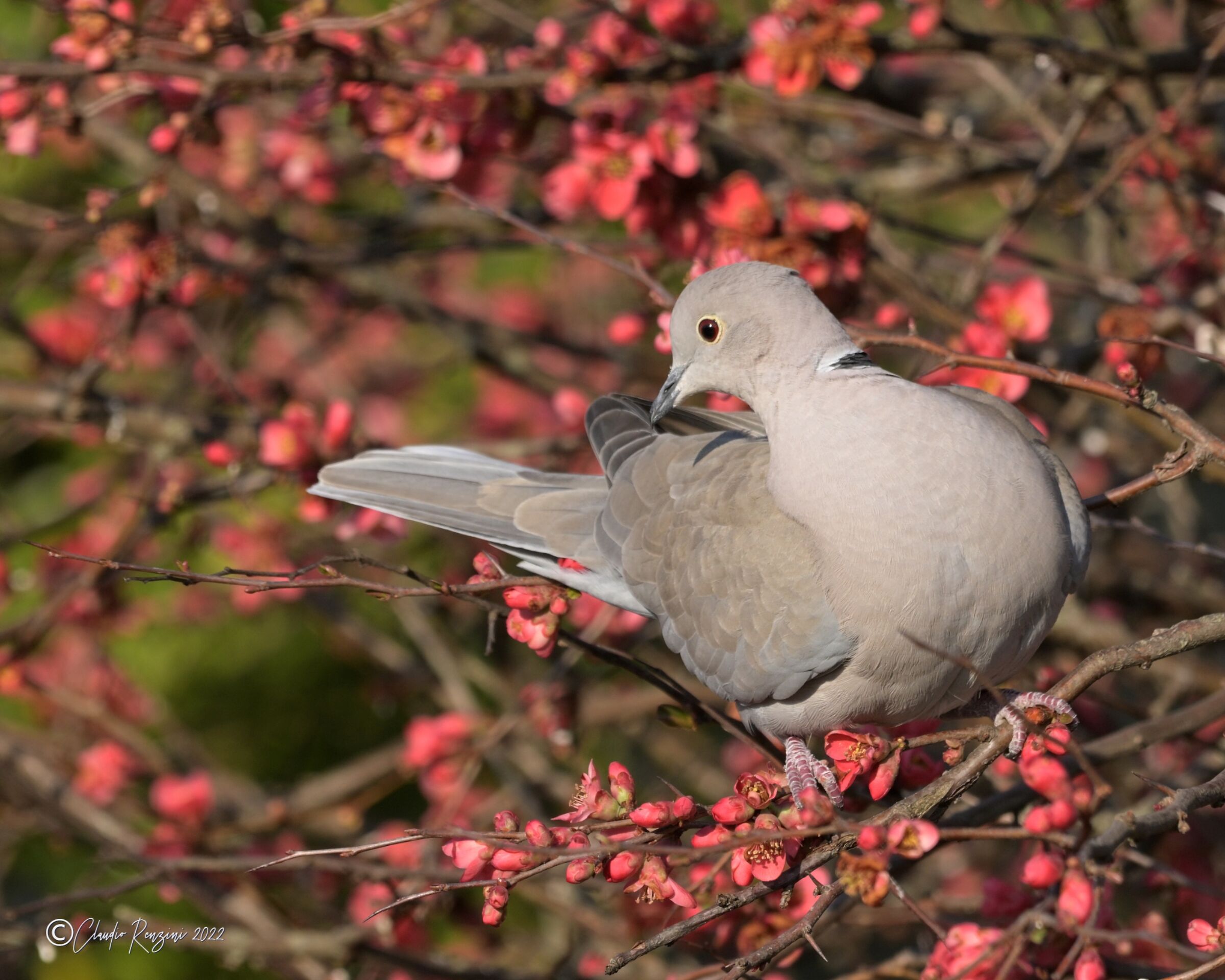 collared dove grey on flowering pirus...