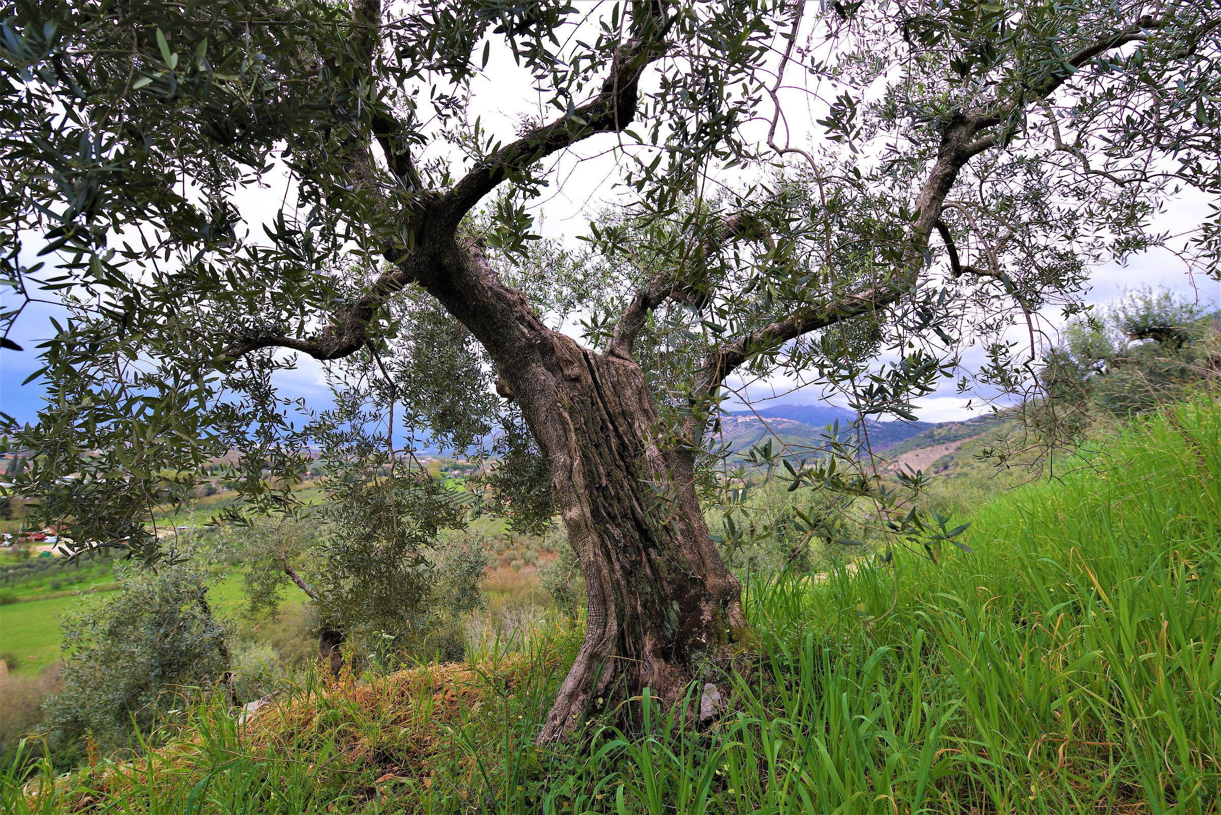 Olive tree 1...