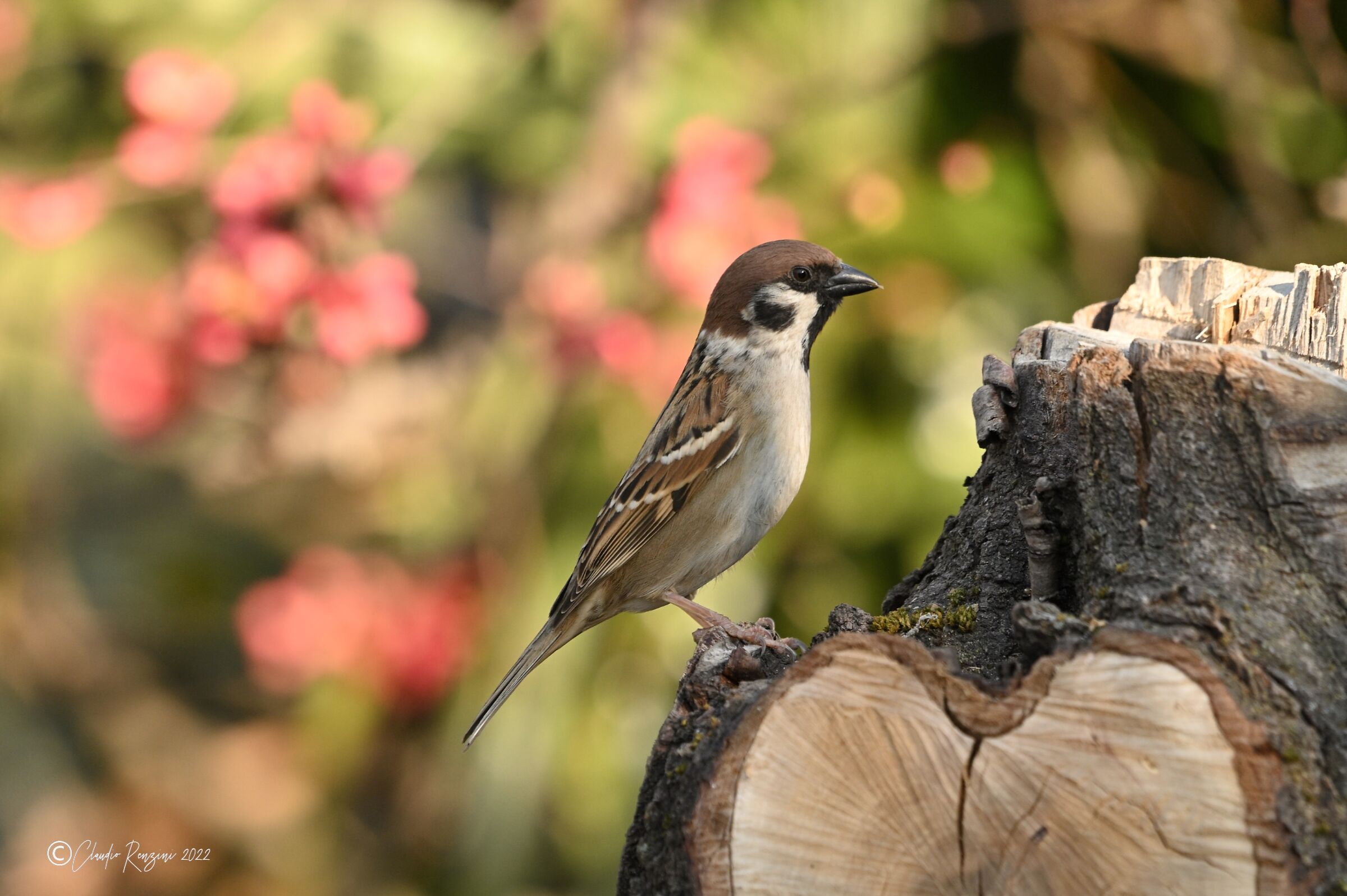 tree sparrow...