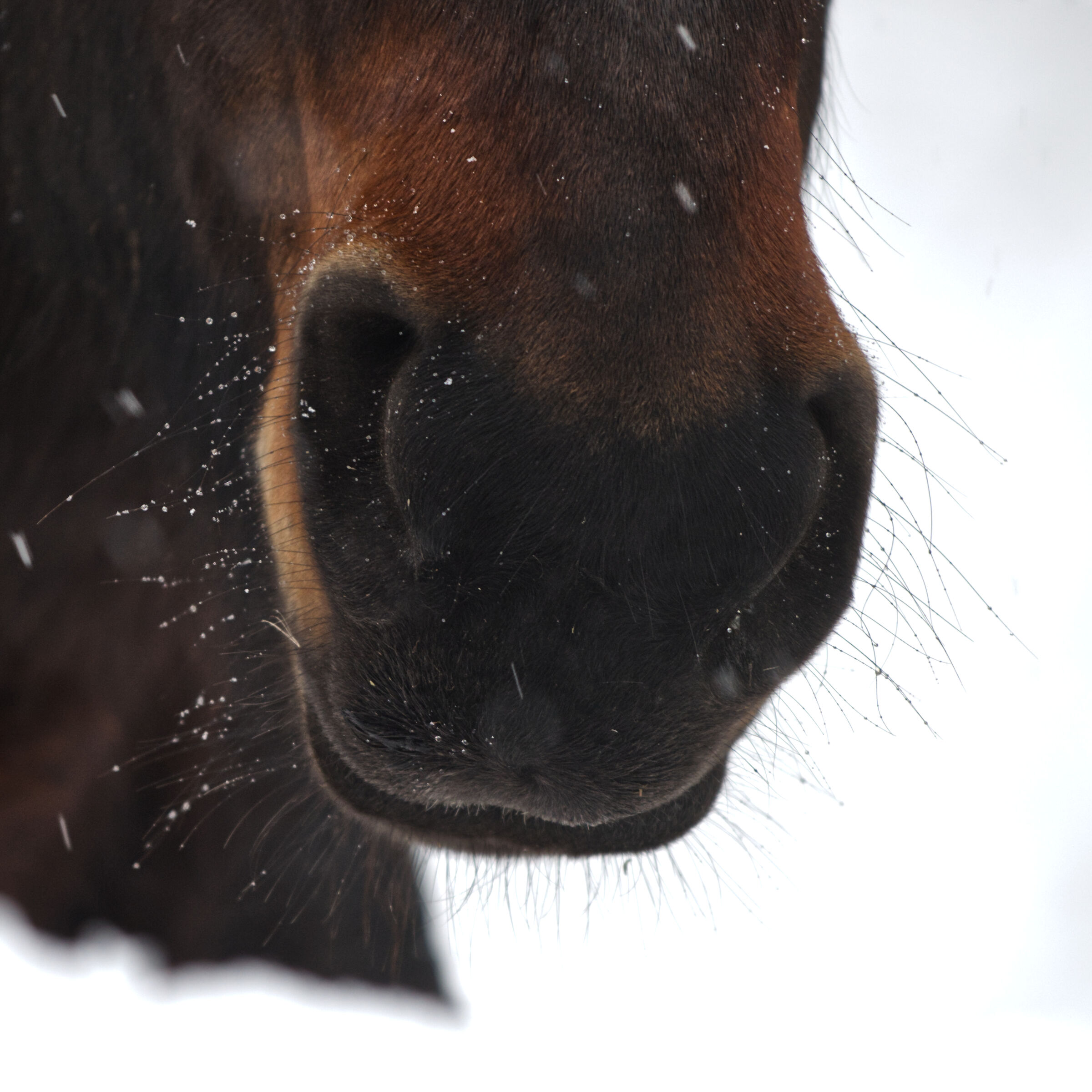 Nose and Snow...