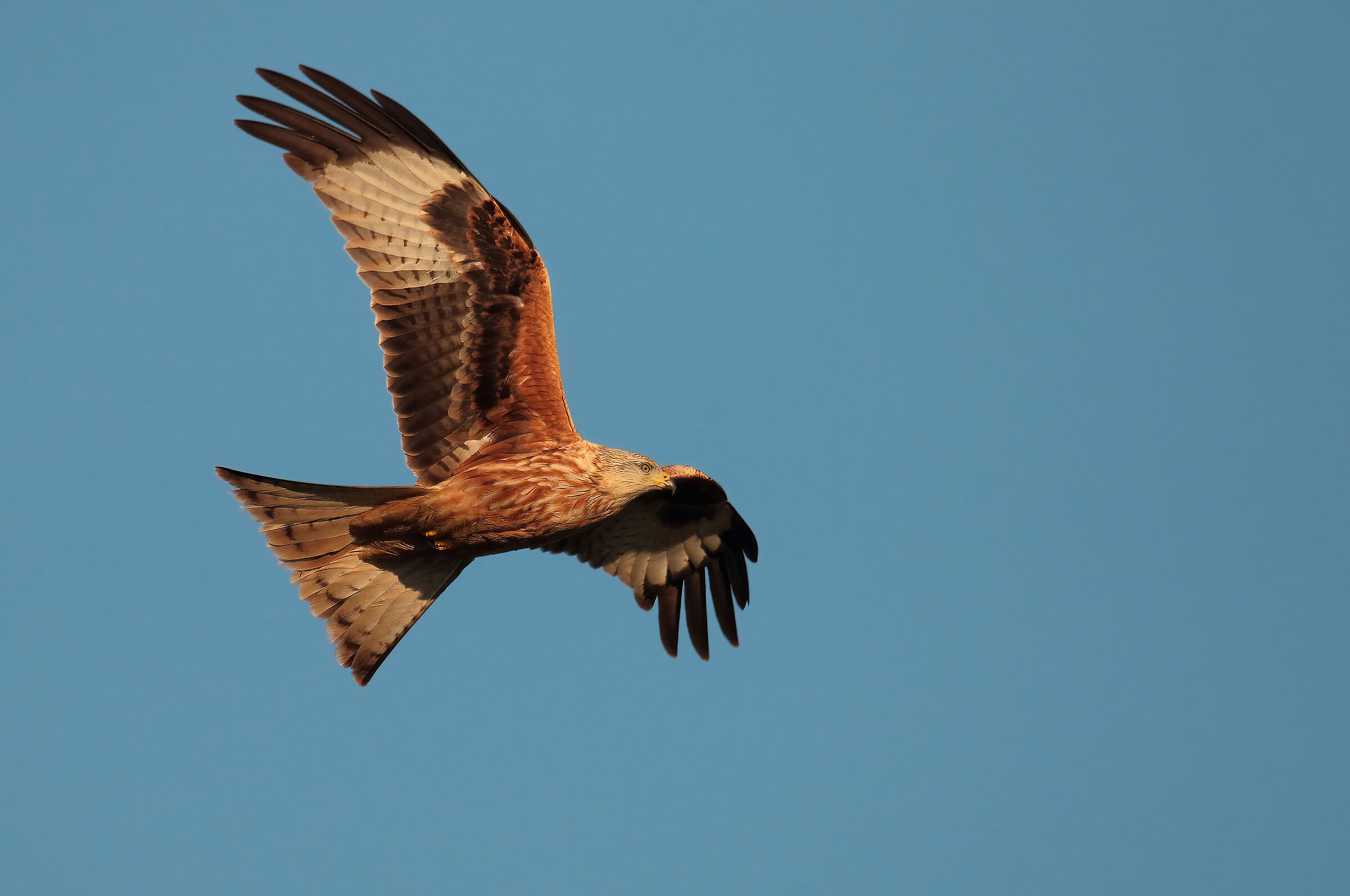 Red kite in HD...