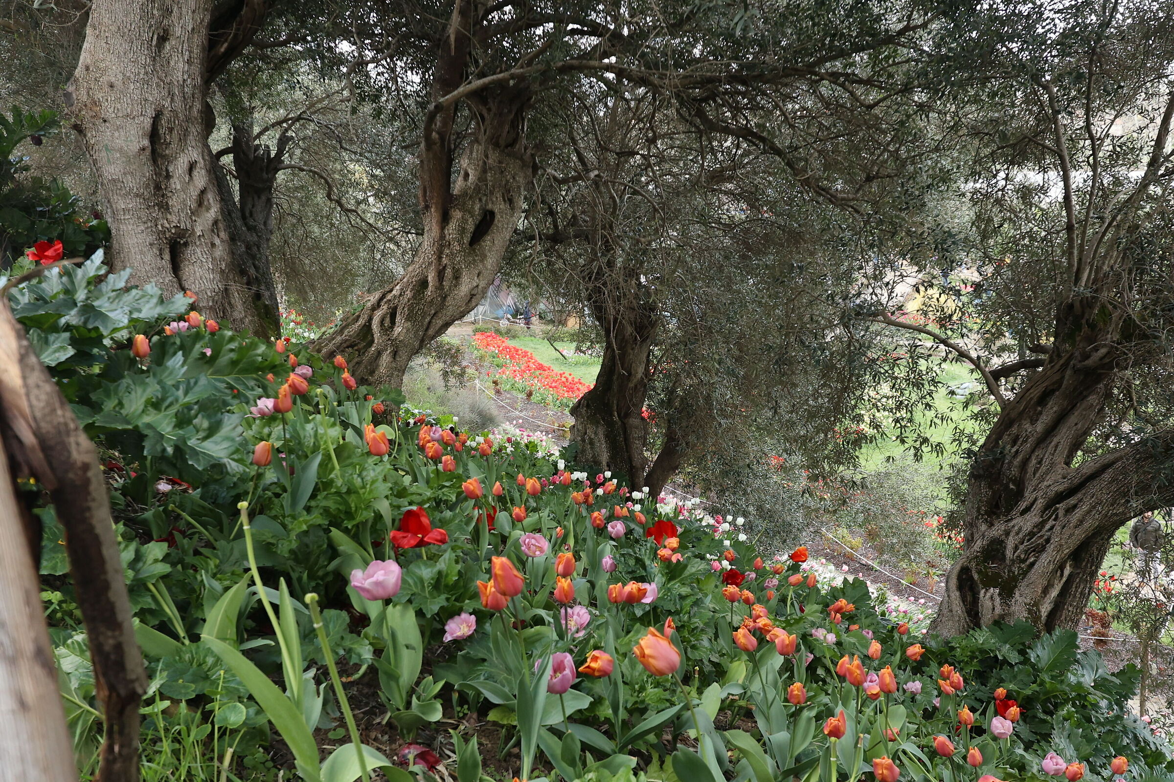 Turri tulips ...