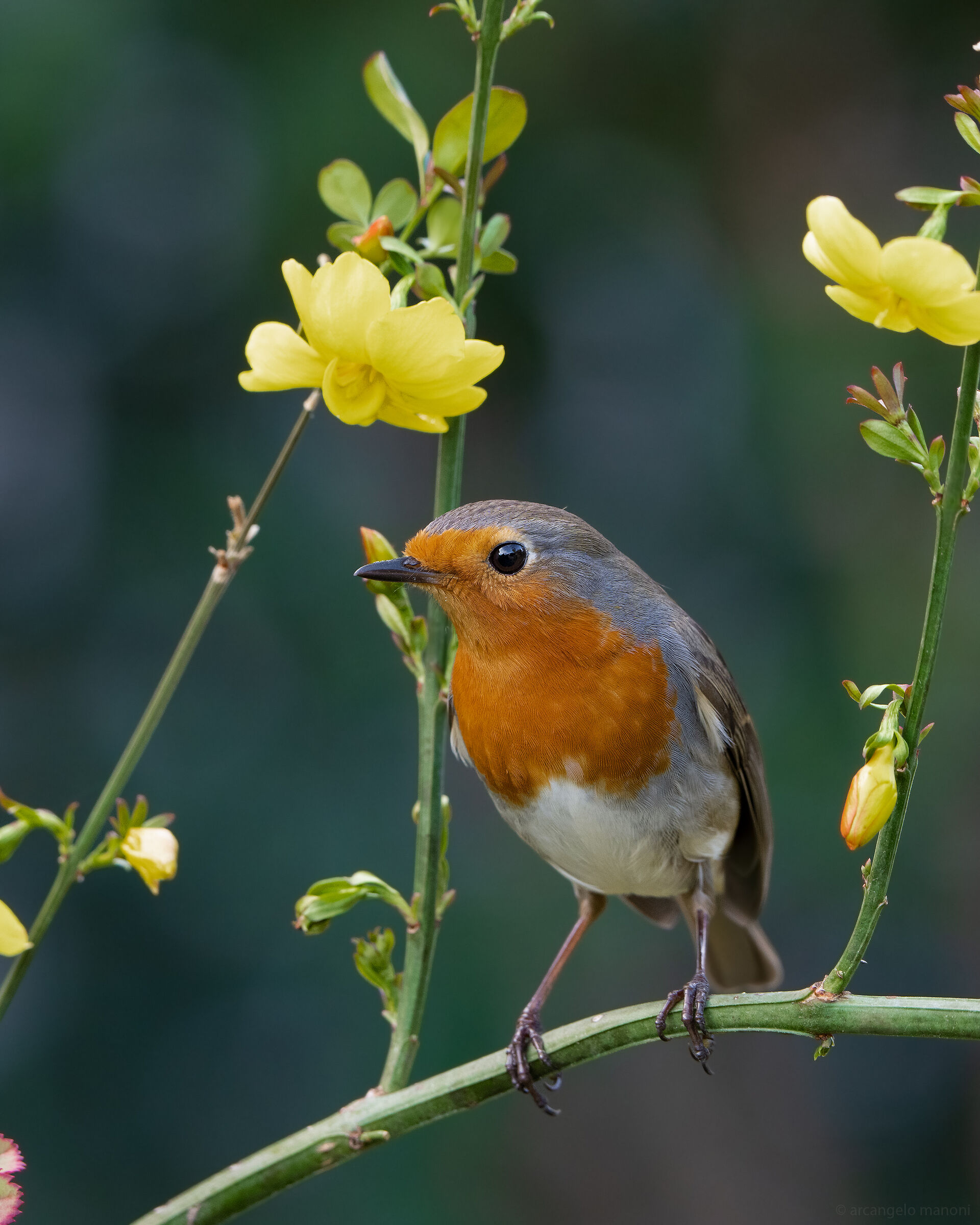 robin among the flowers...