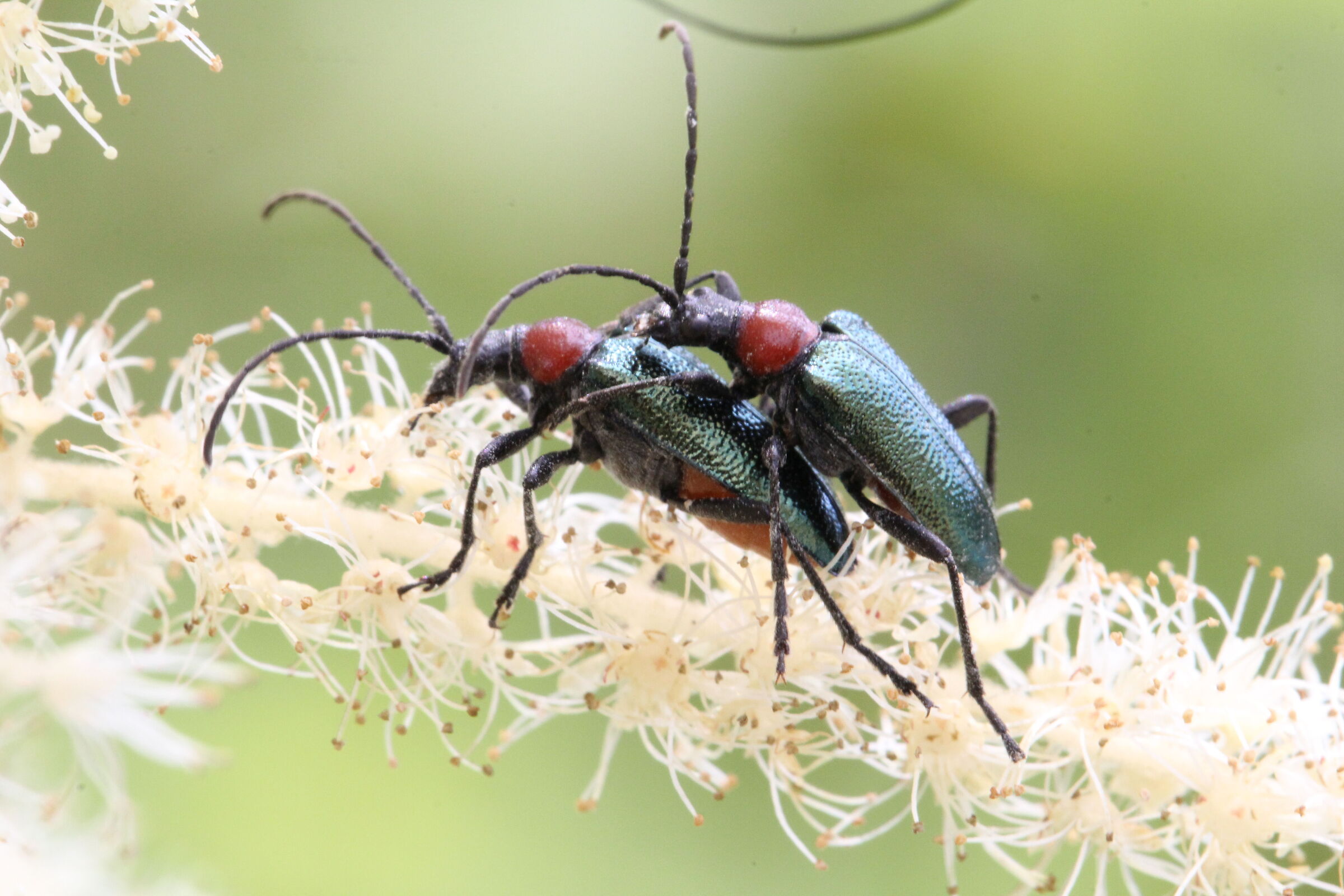 mating of beetles...