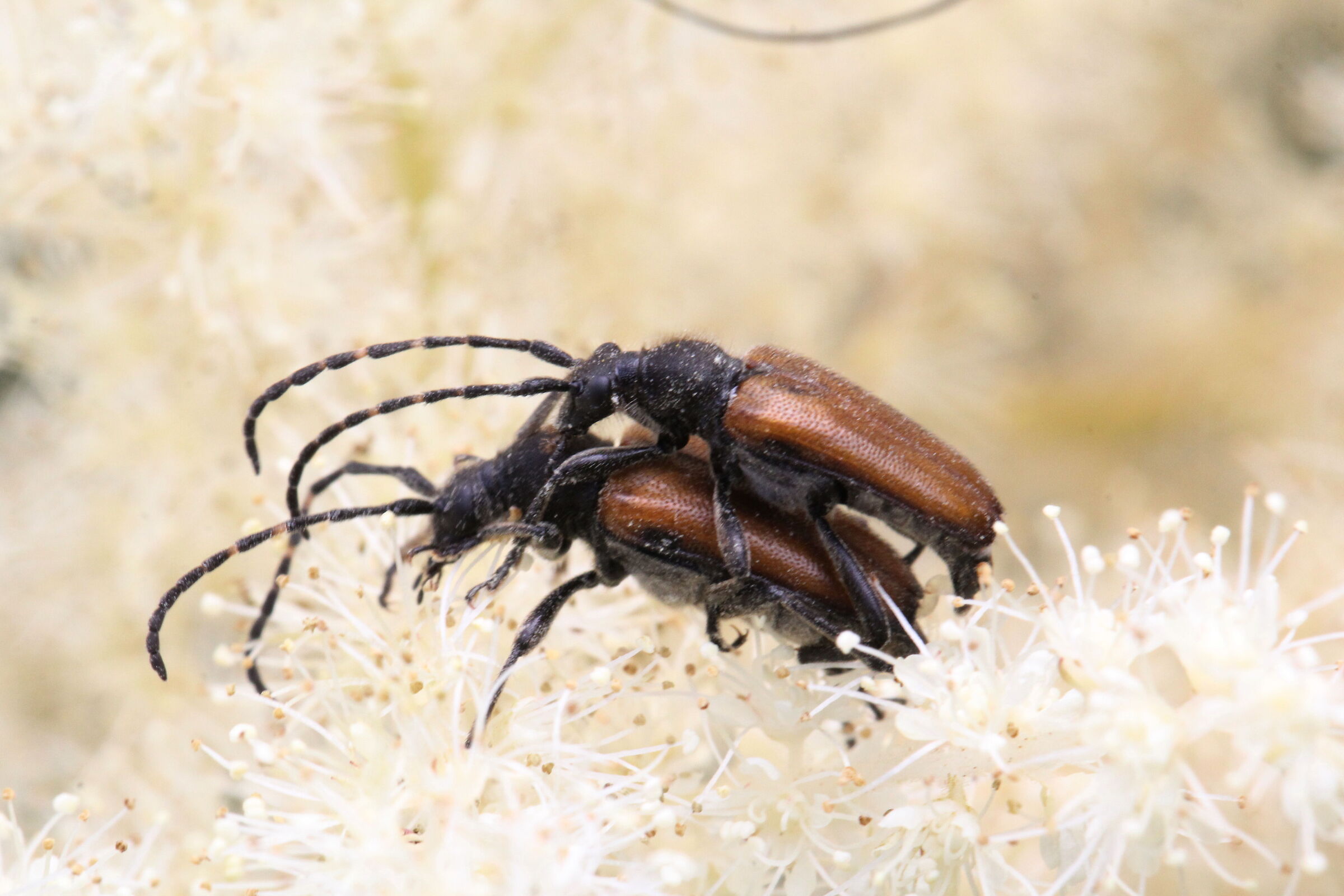 mating of beetles...