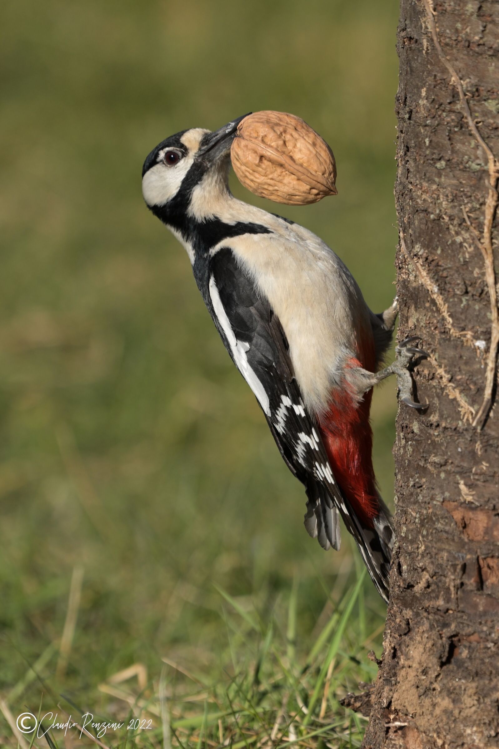 greater red woodpecker with "prey"...