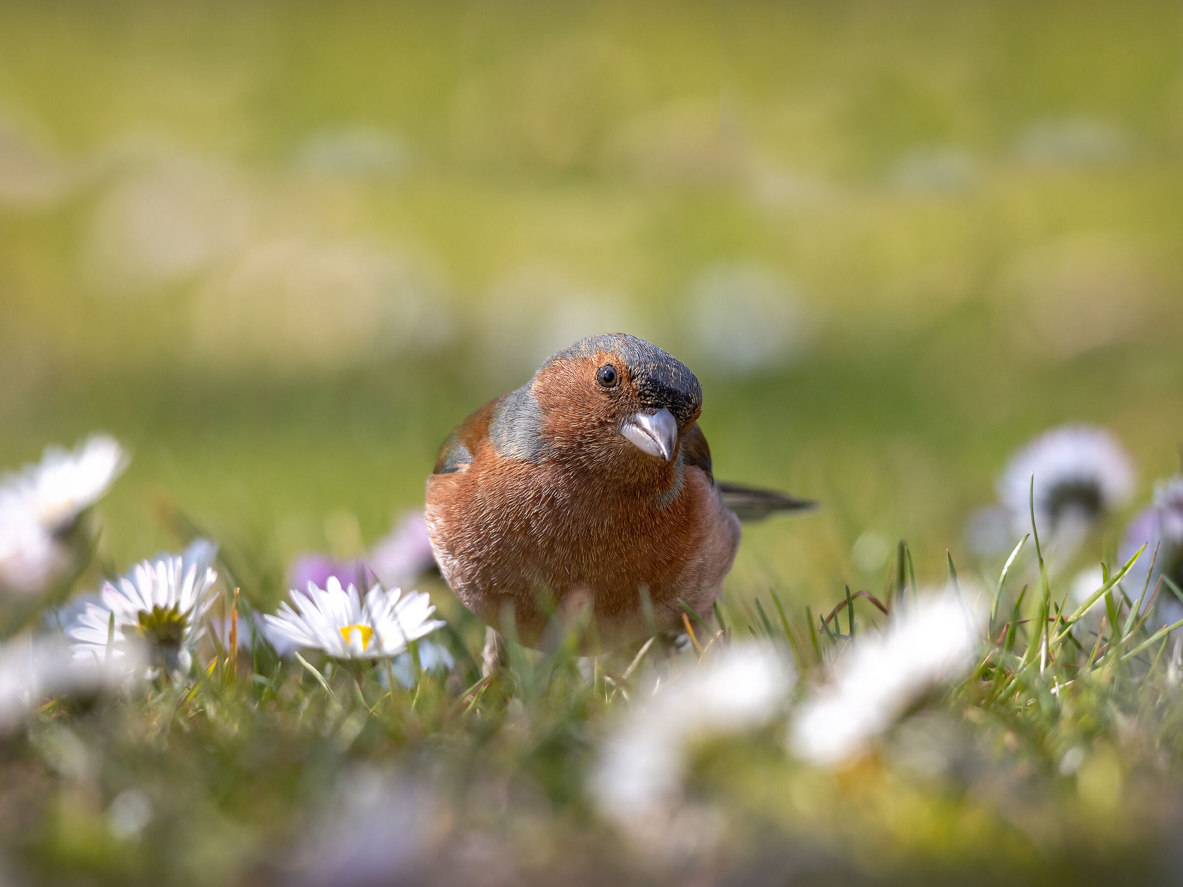 The Chaffinch and the meadows...