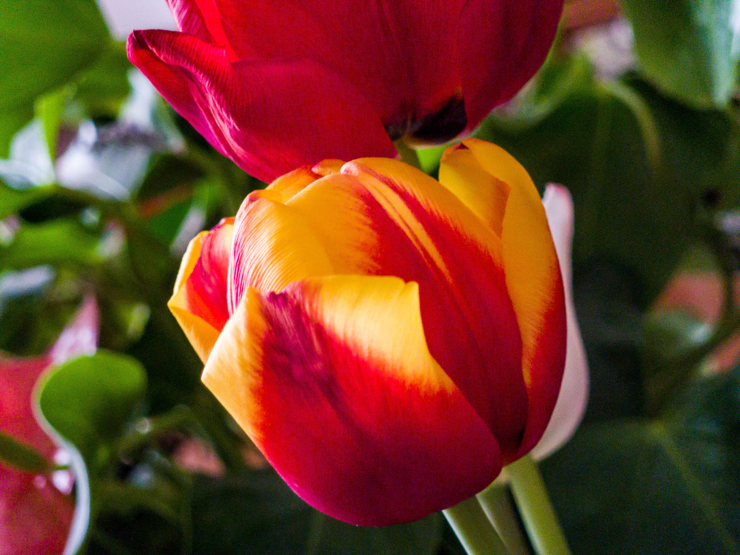 tulip...