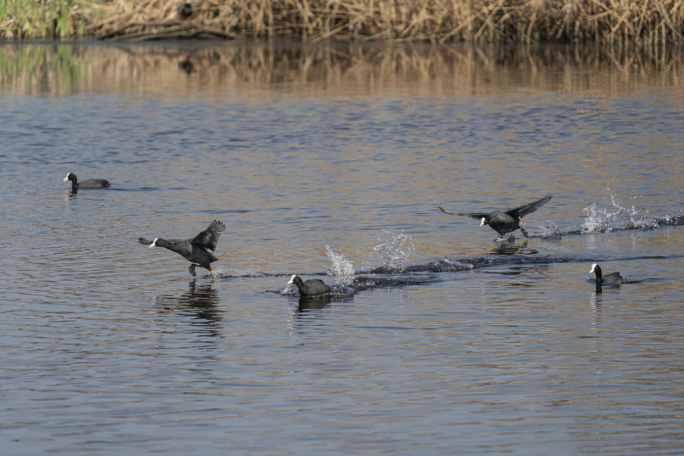Coots - chases and disputes between competitors...