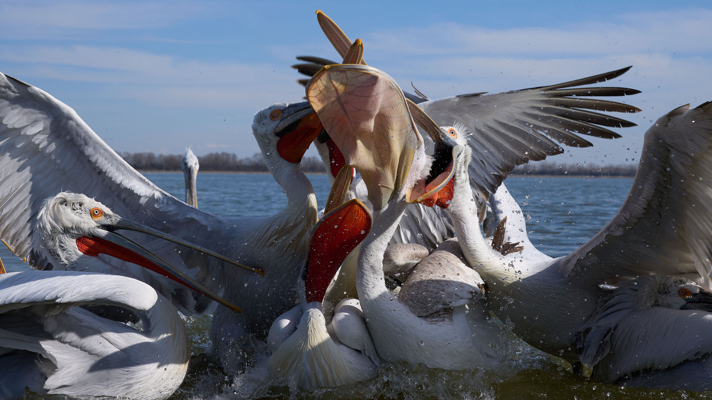 Pelicans - Lake Kerkini ...